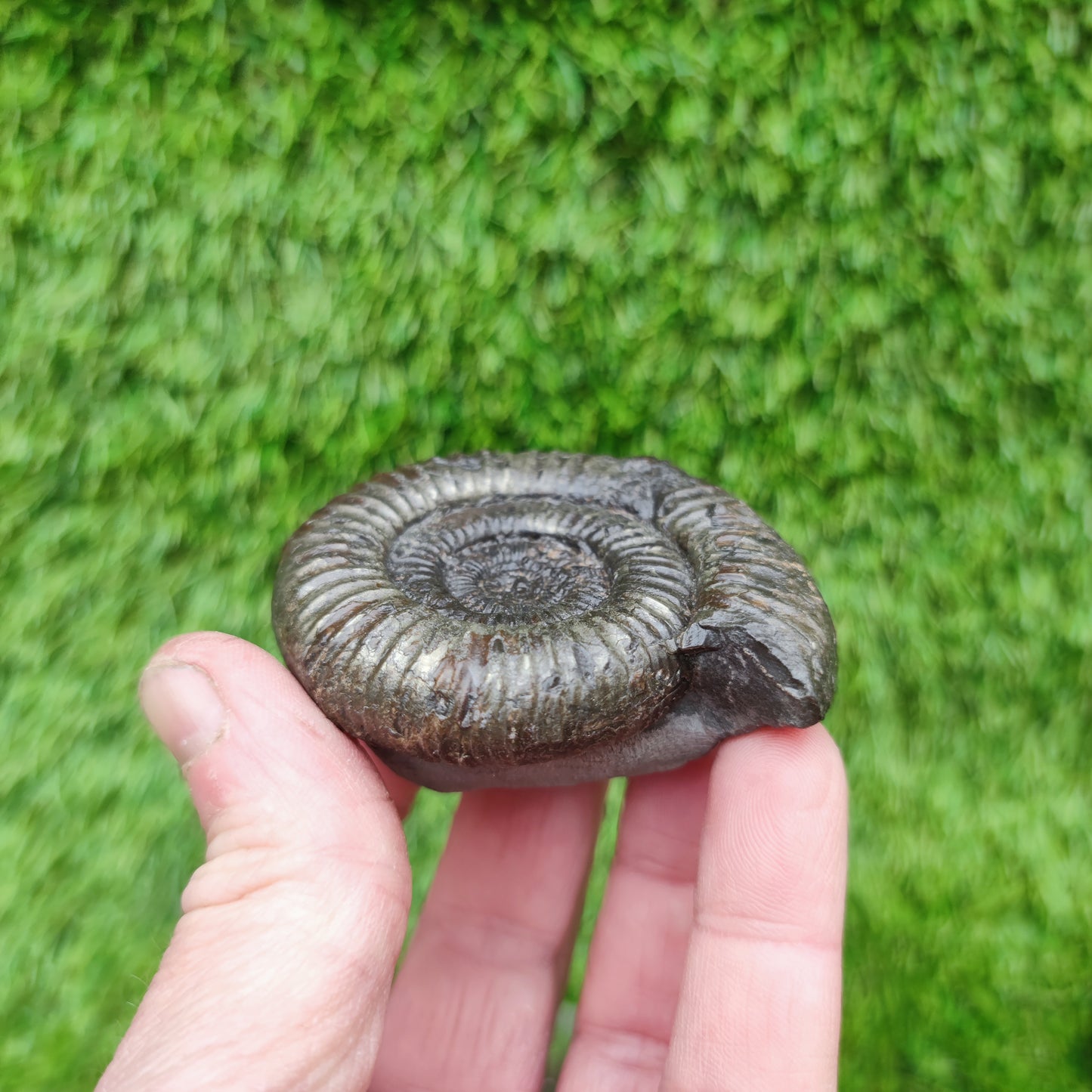 Whiitby fossil Jurassic coast ammonite