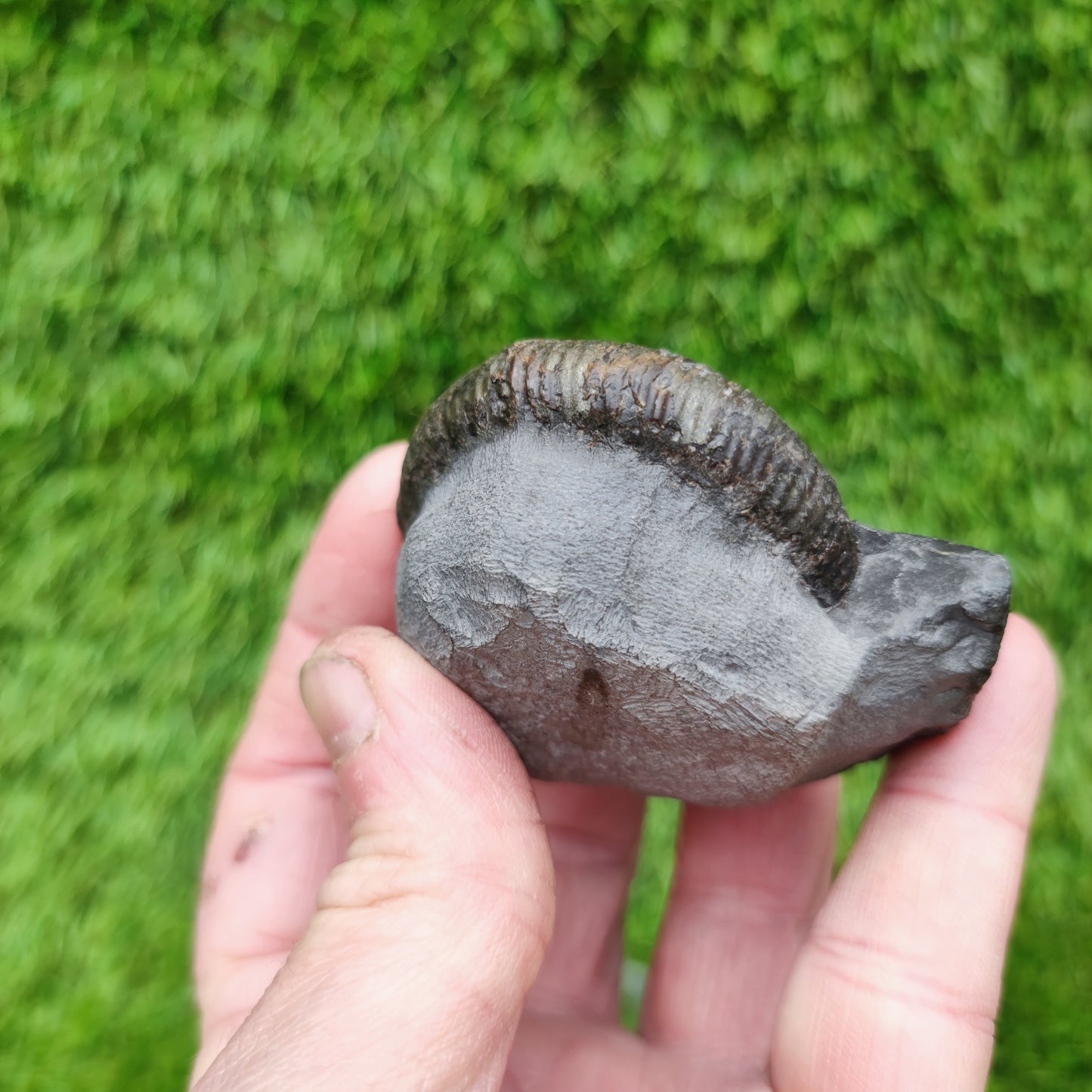 Whiitby fossil Jurassic coast ammonite