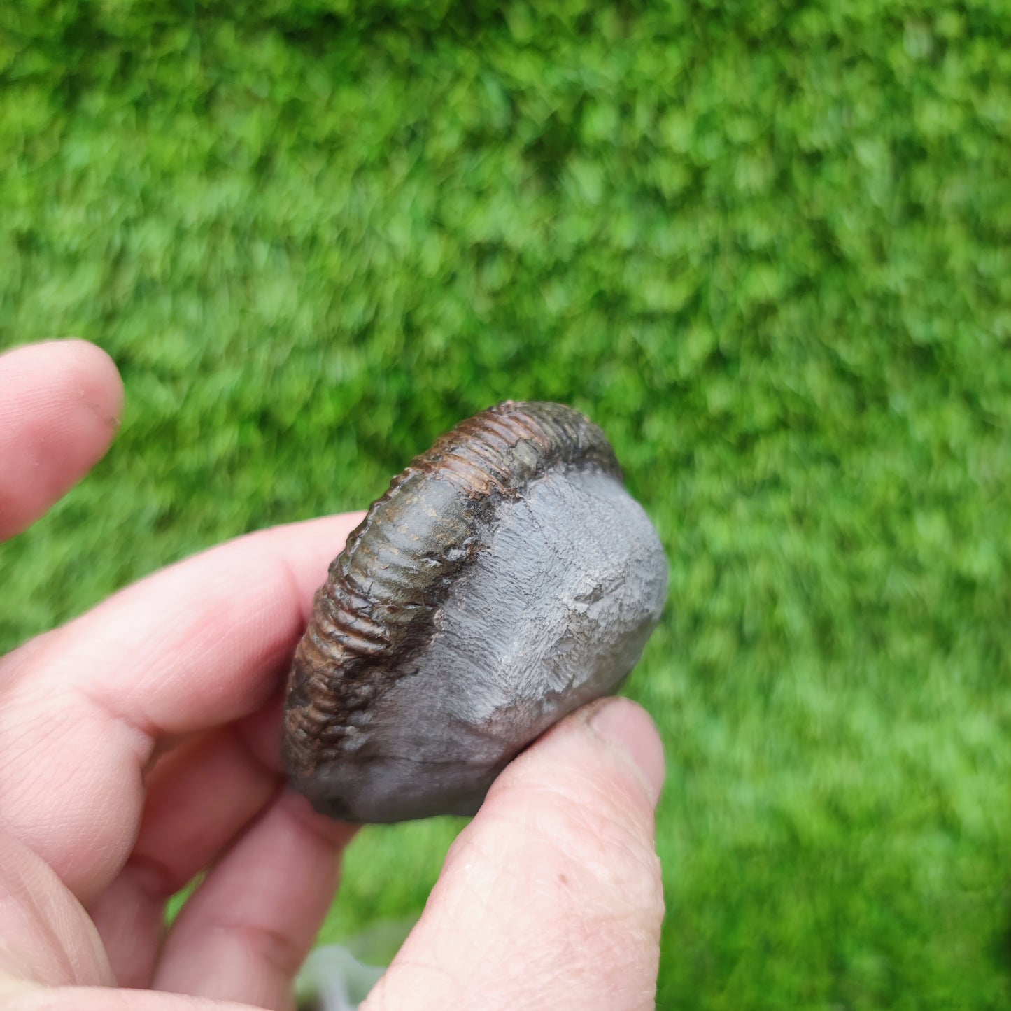 Whiitby fossil Jurassic coast ammonite