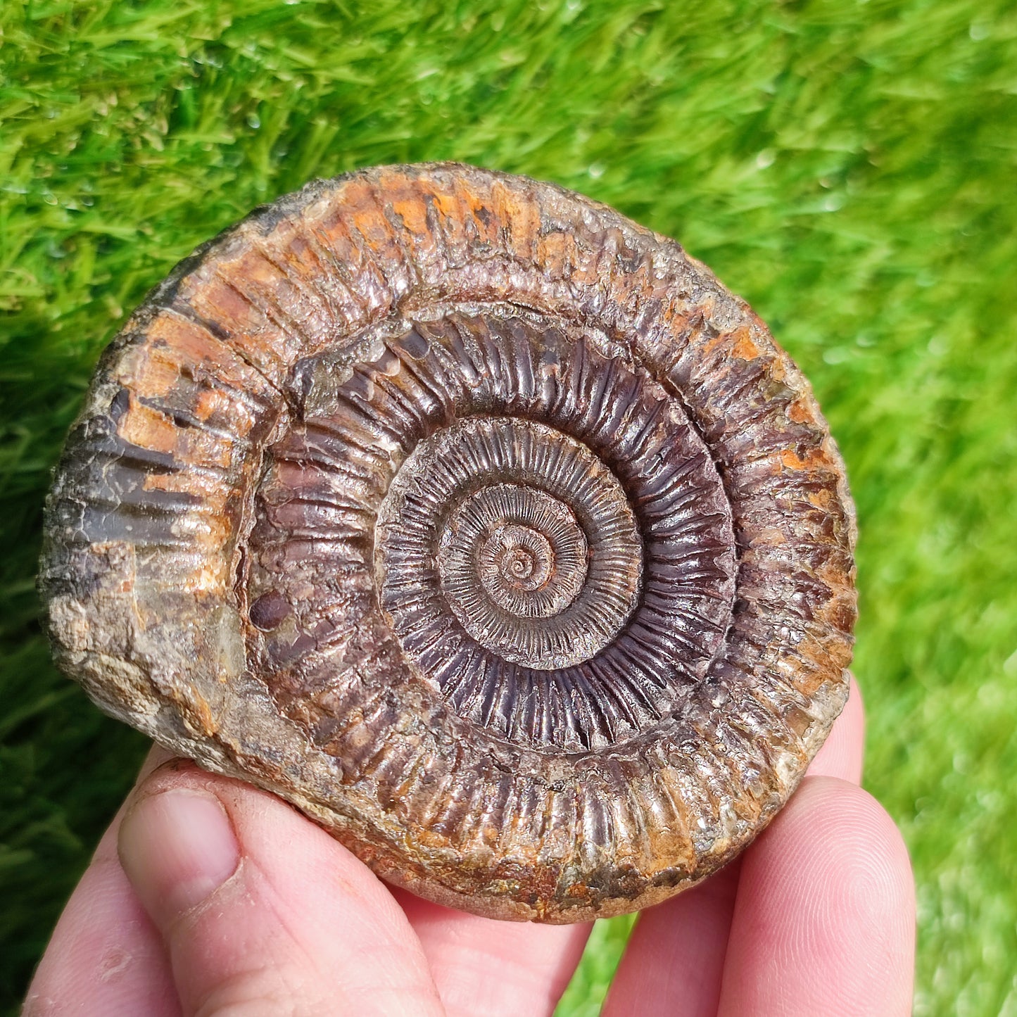 Perfect centre dactylioceras ammonite fossil
