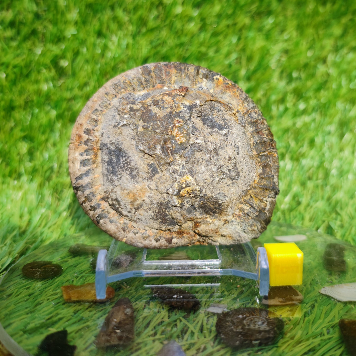Perfect centre dactylioceras ammonite fossil