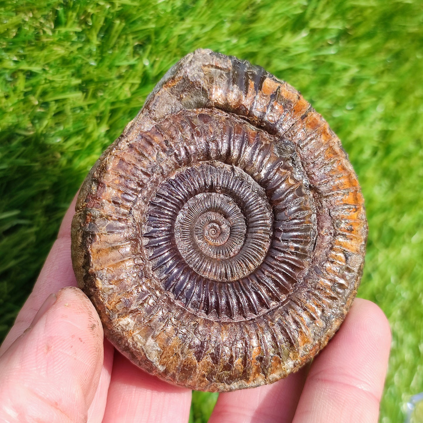 Perfect centre dactylioceras ammonite fossil