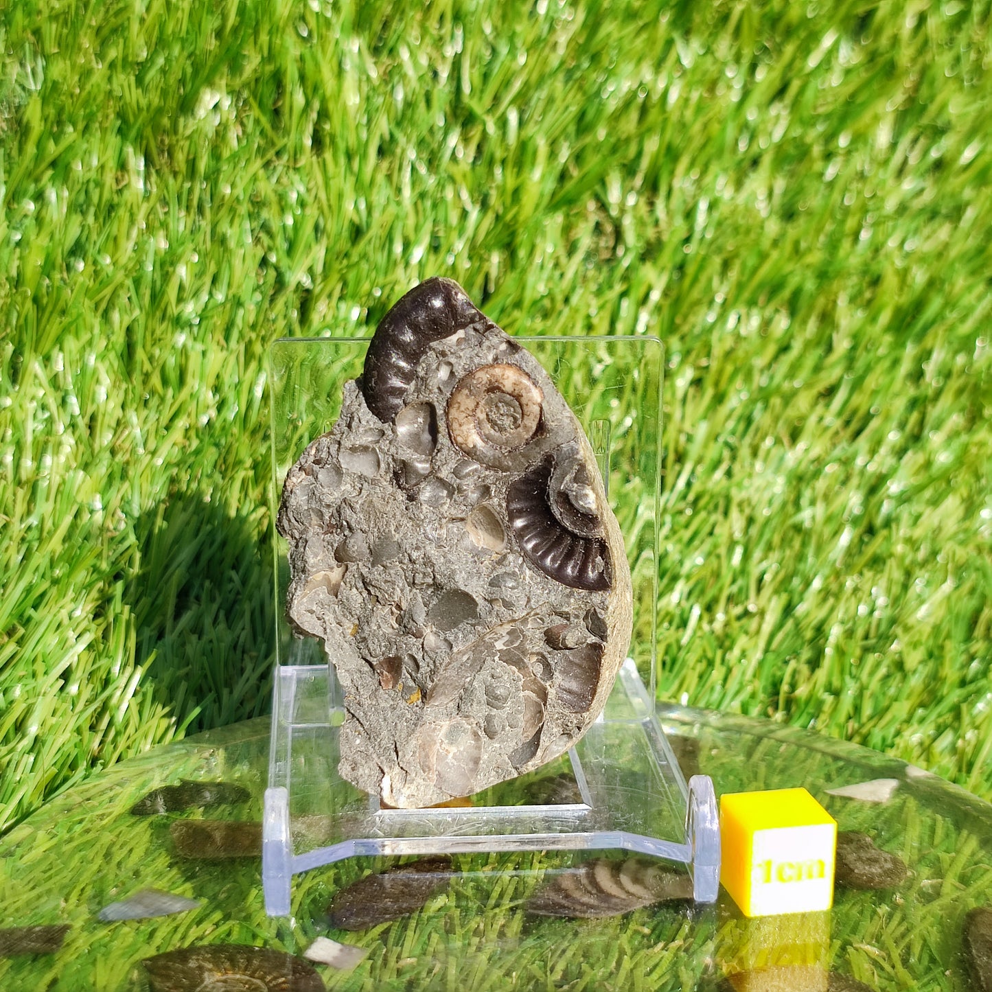 Ammonite & shell cluster block Holderness coast Yorkshire