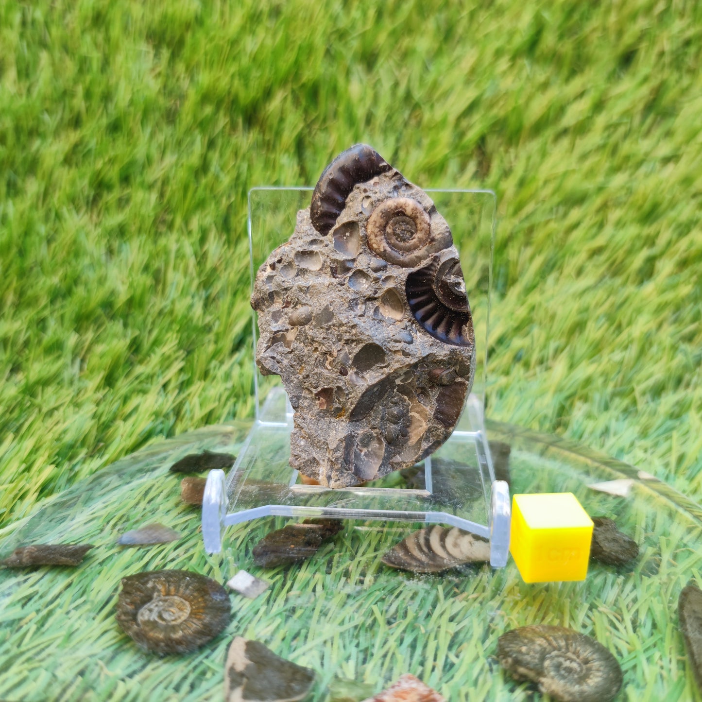 Ammonite & shell cluster block Holderness coast Yorkshire