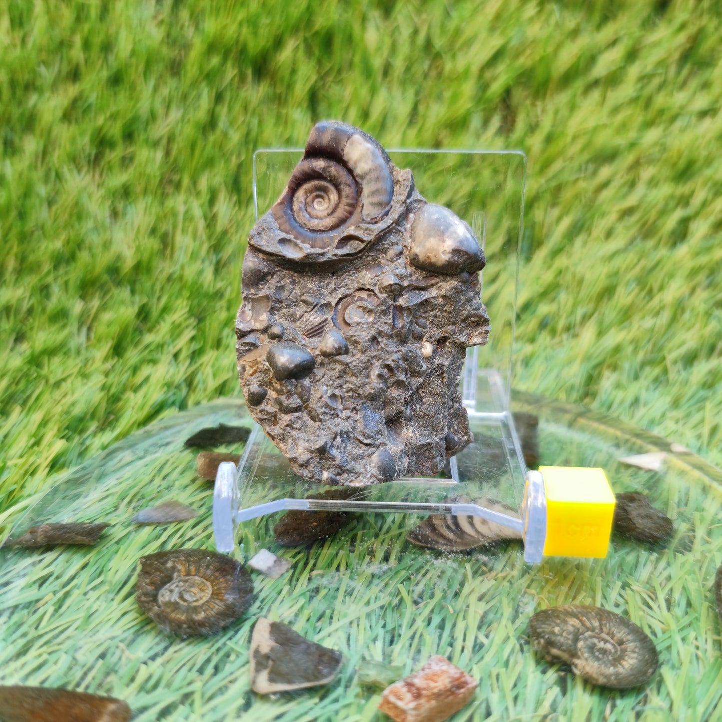 Ammonite & shell cluster block Holderness coast Yorkshire