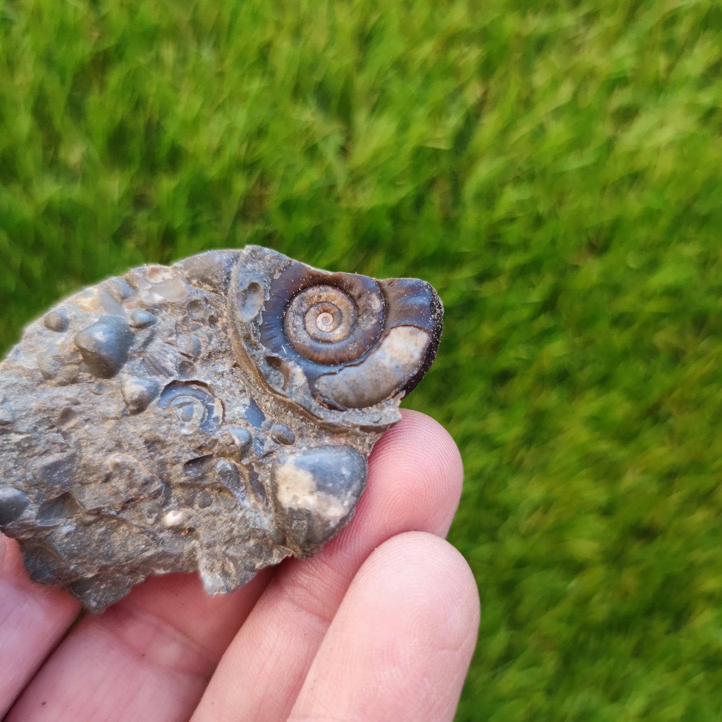 Ammonite & shell cluster block Holderness coast Yorkshire