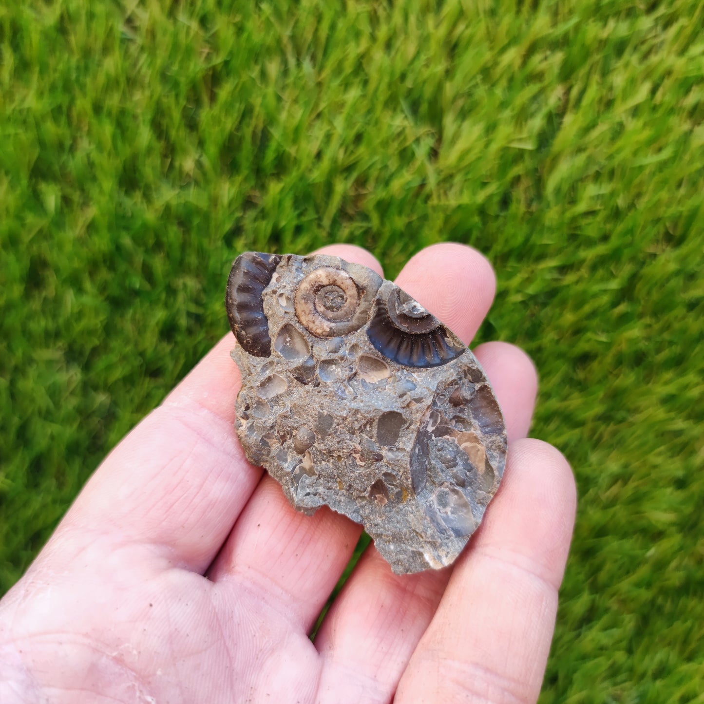 Ammonite & shell cluster block Holderness coast Yorkshire