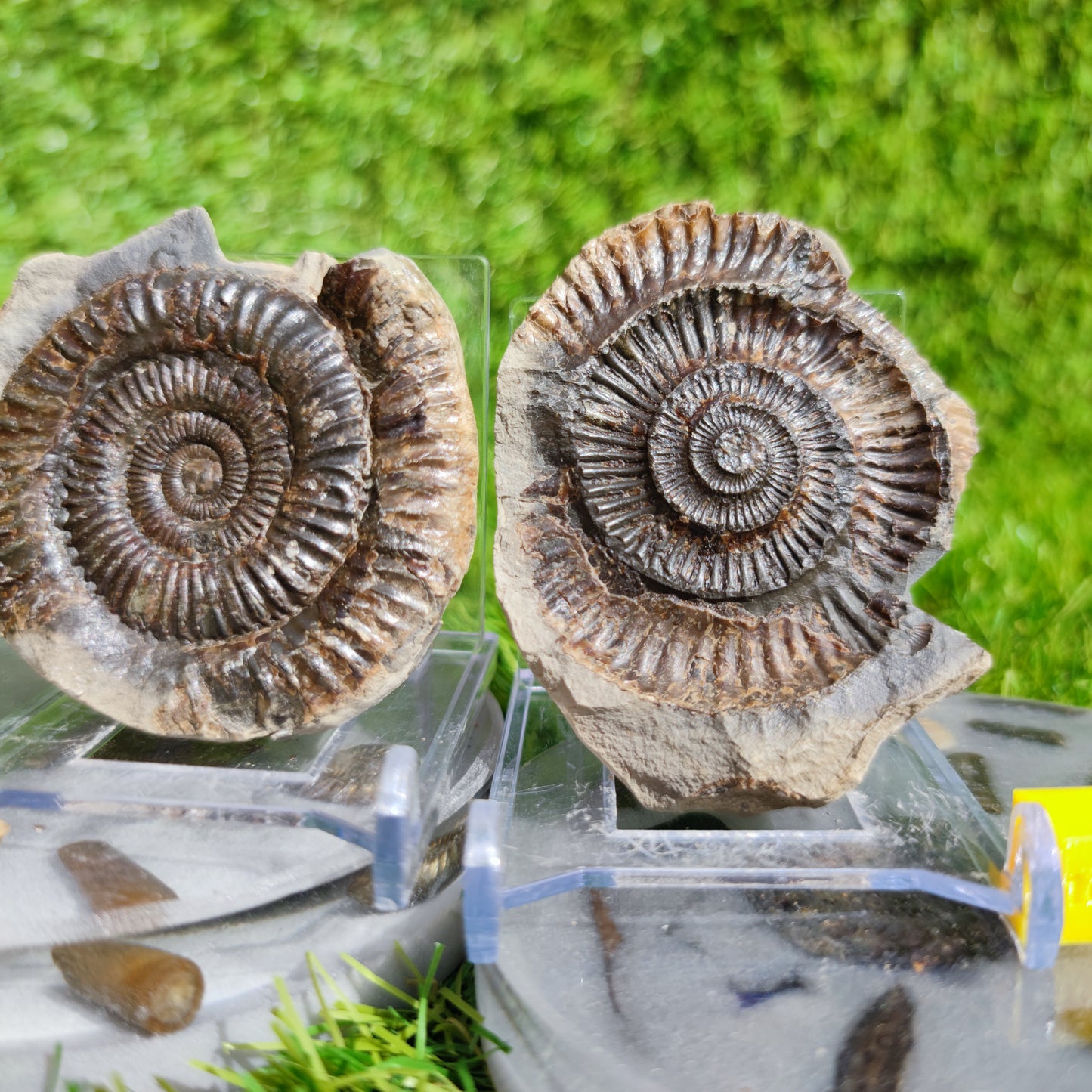 Ammonite fossil split pair Yorkshire
