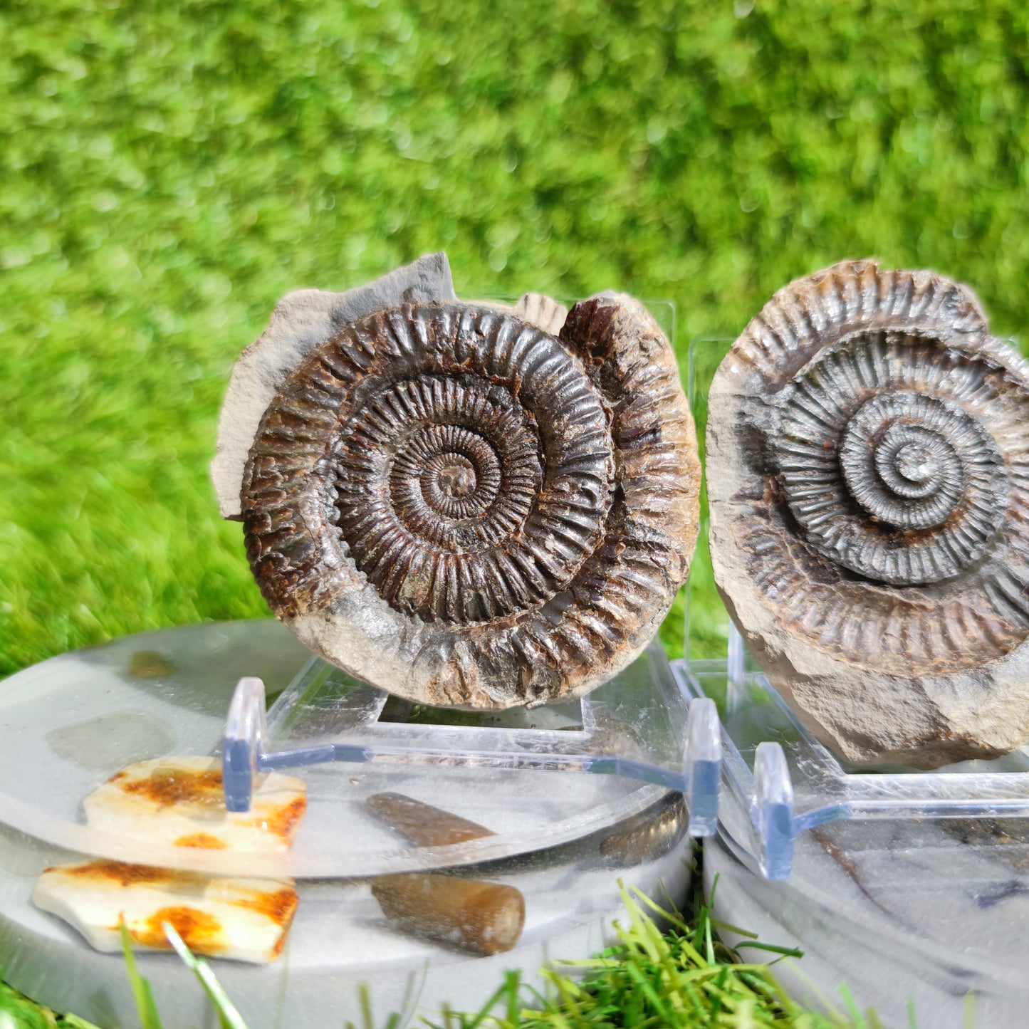 Ammonite fossil split pair Yorkshire