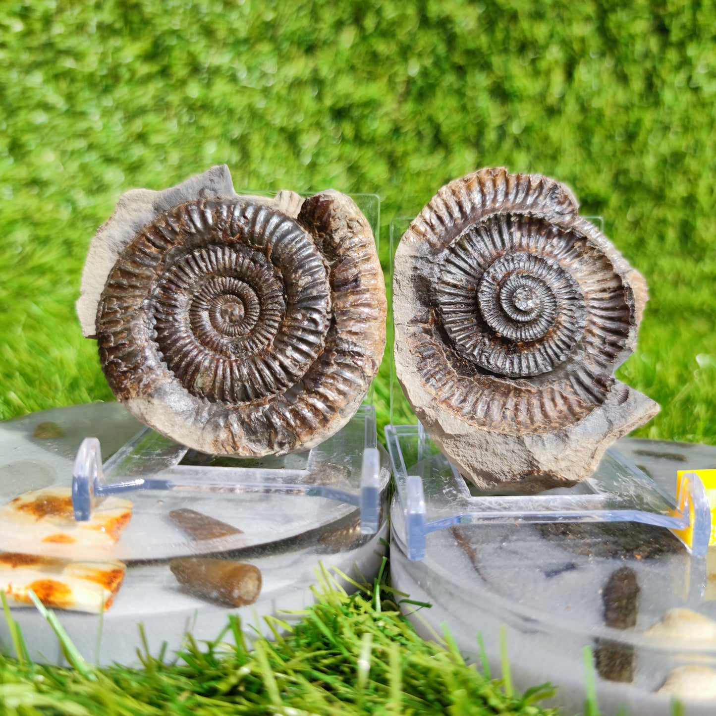 Ammonite fossil split pair Yorkshire