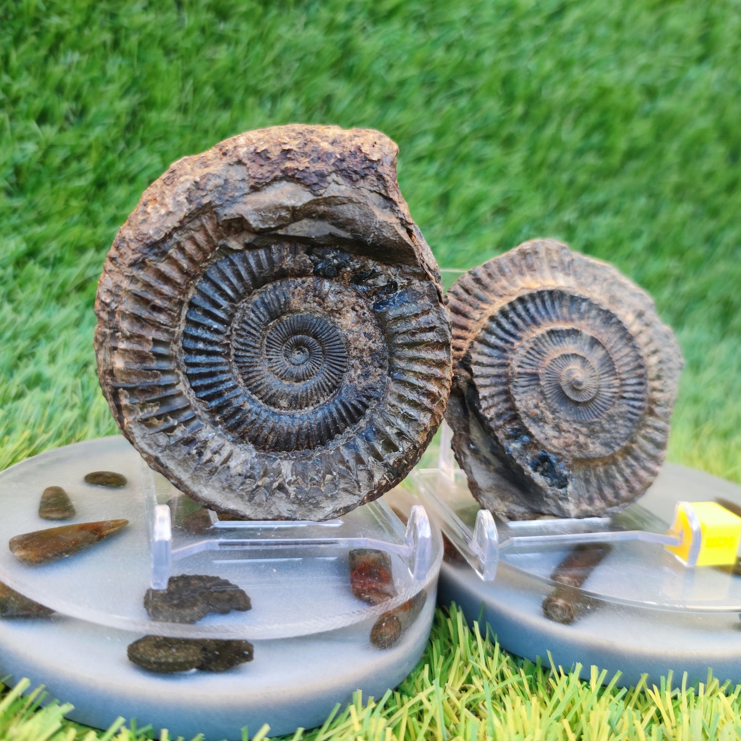 Ammonite fossil split pair Yorkshire Jurassic coast