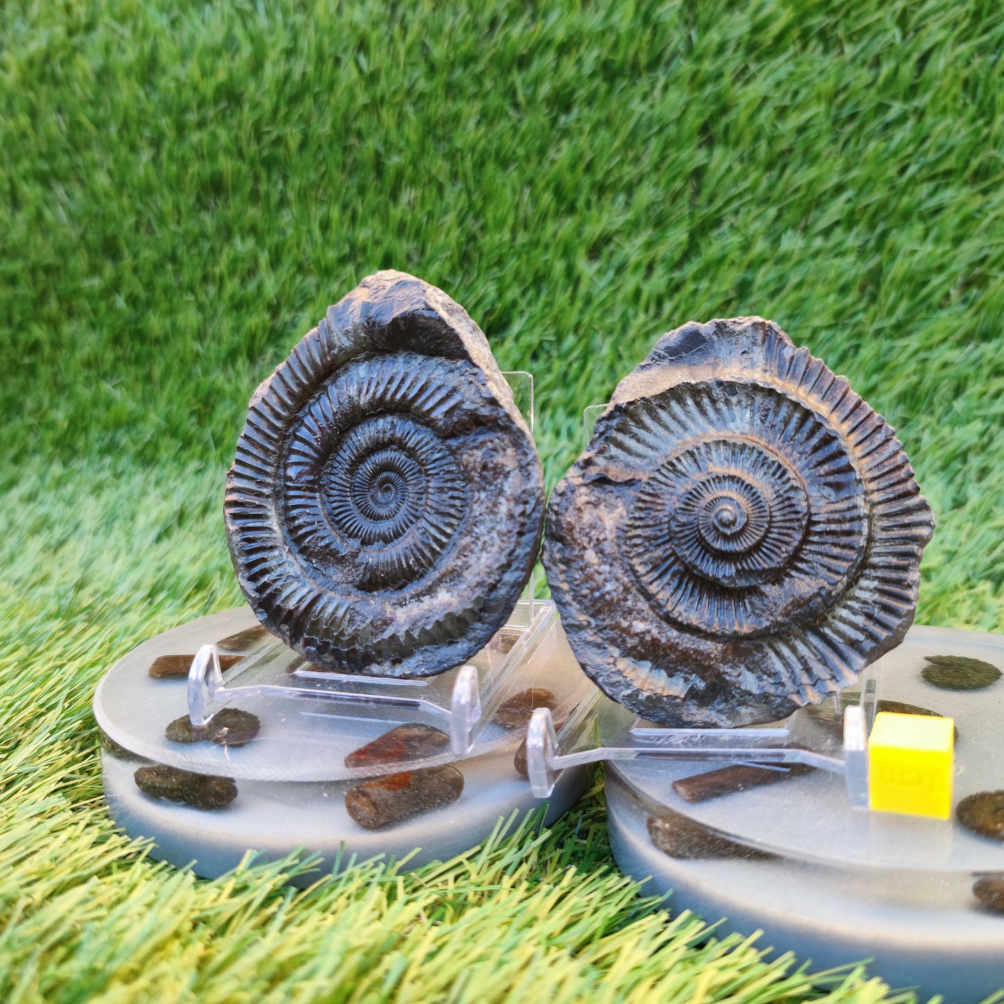 Ammonite fossil split pair Whitby Yorkshire