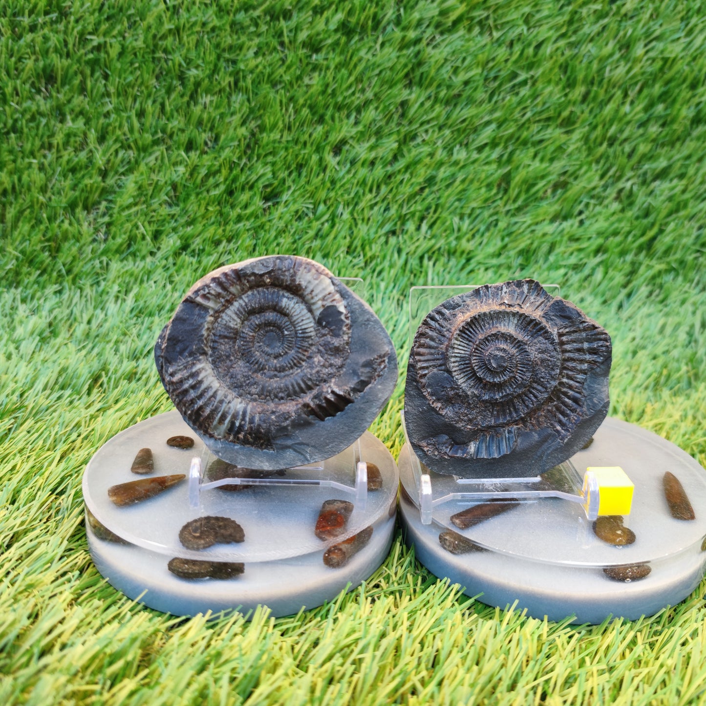 Ammonite fossil split pair Yorkshire Jurassic coast