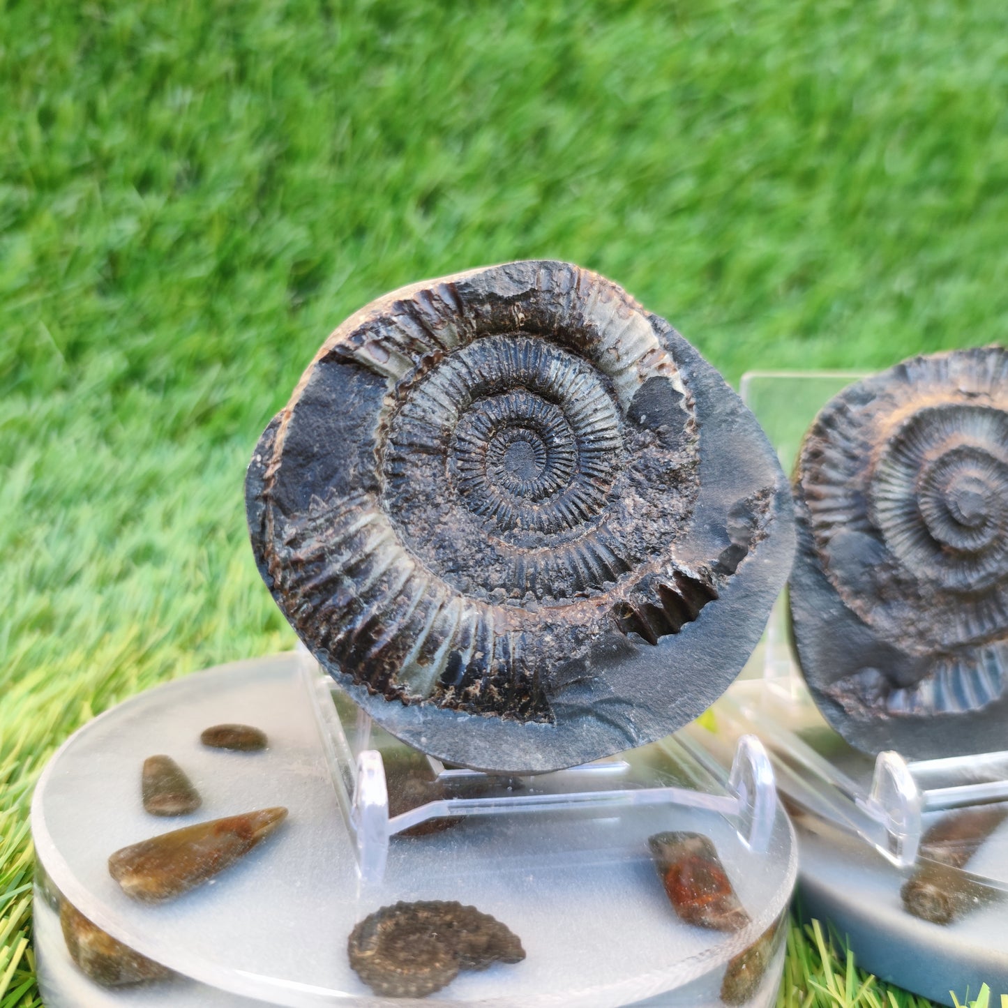 Ammonite fossil split pair Yorkshire Jurassic coast