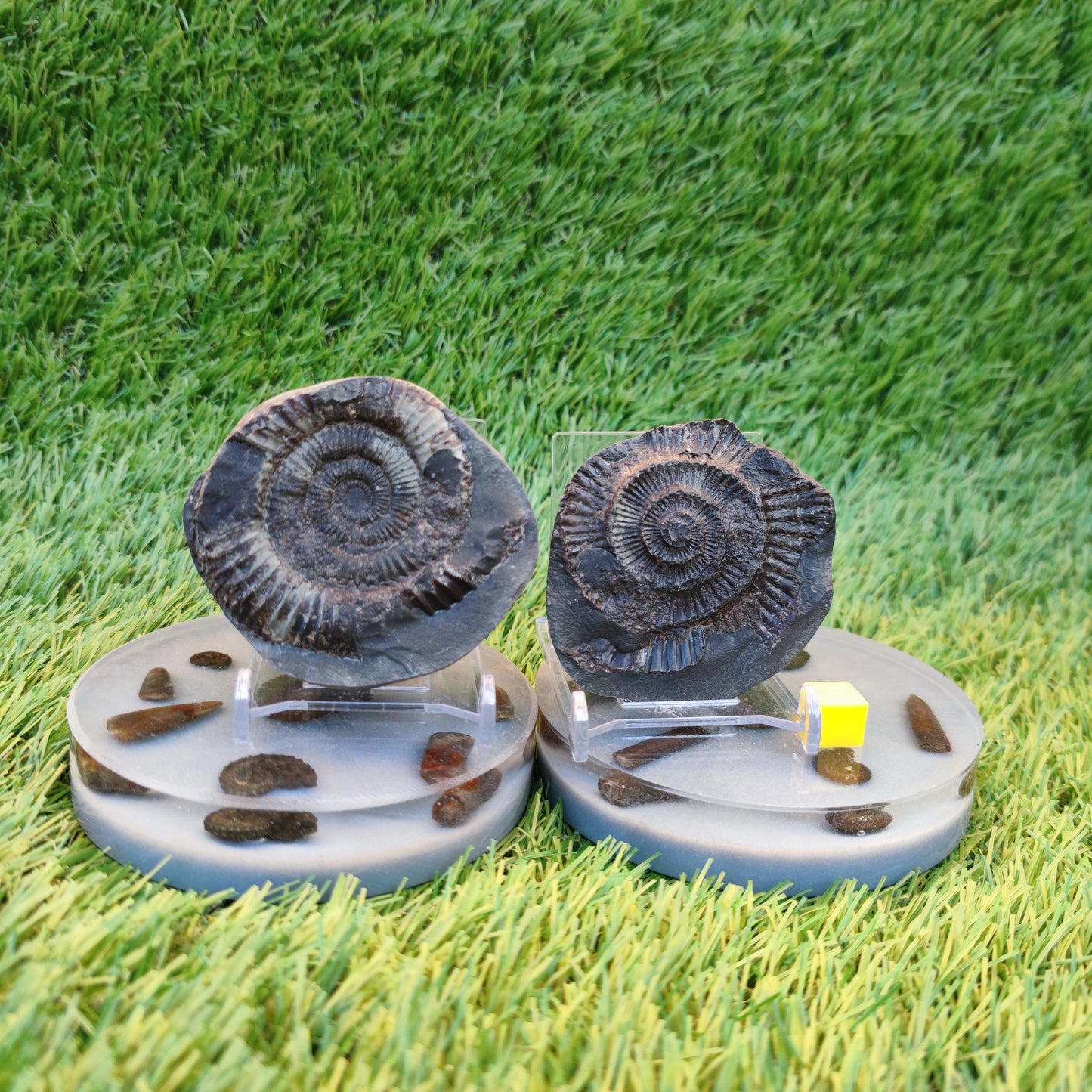 Ammonite fossil split pair Yorkshire Jurassic coast
