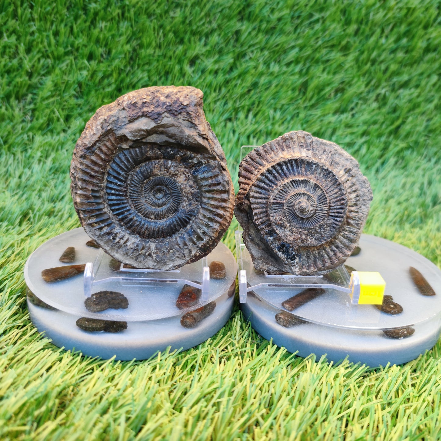 Ammonite fossil split pair Yorkshire Jurassic coast