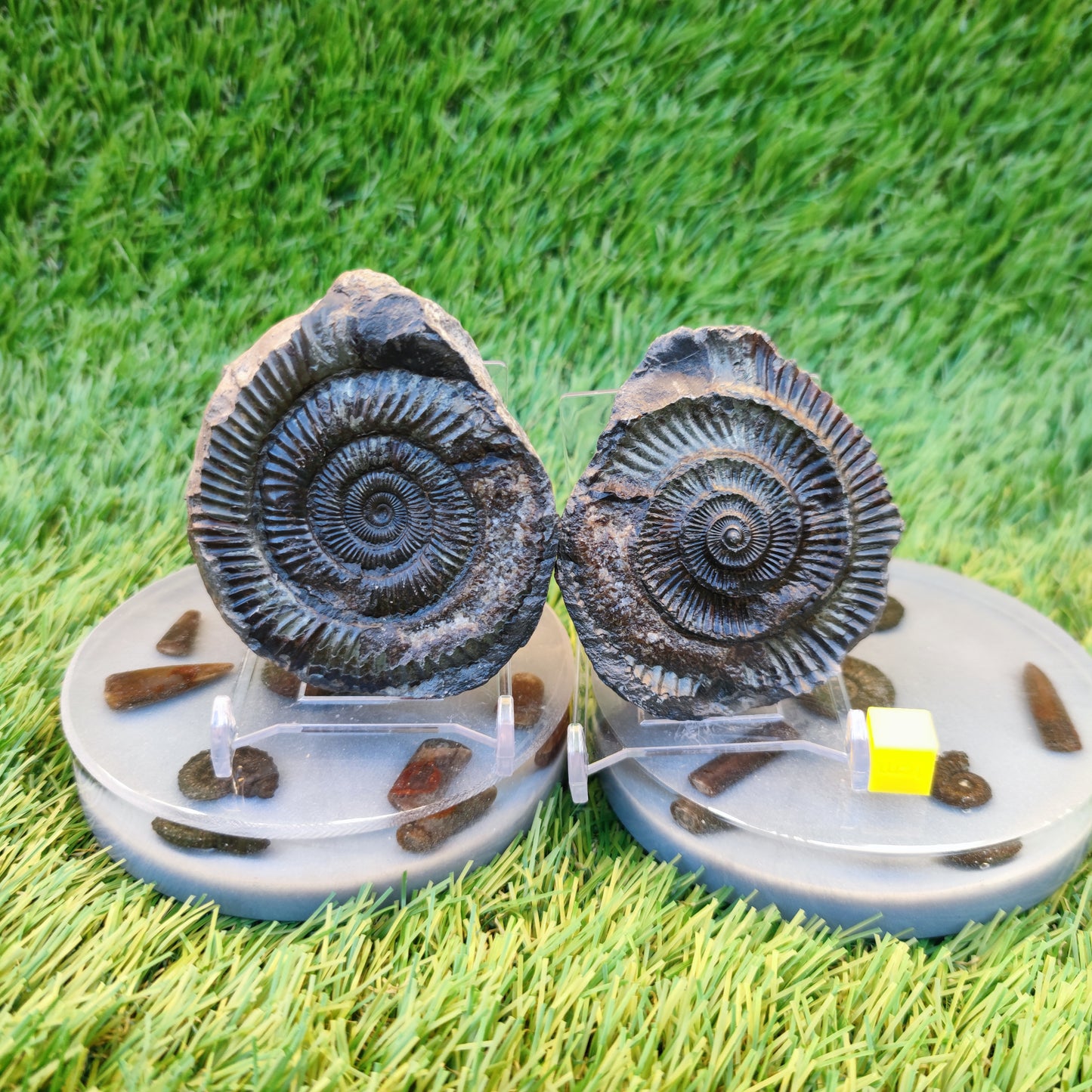 Ammonite fossil split pair Whitby Yorkshire