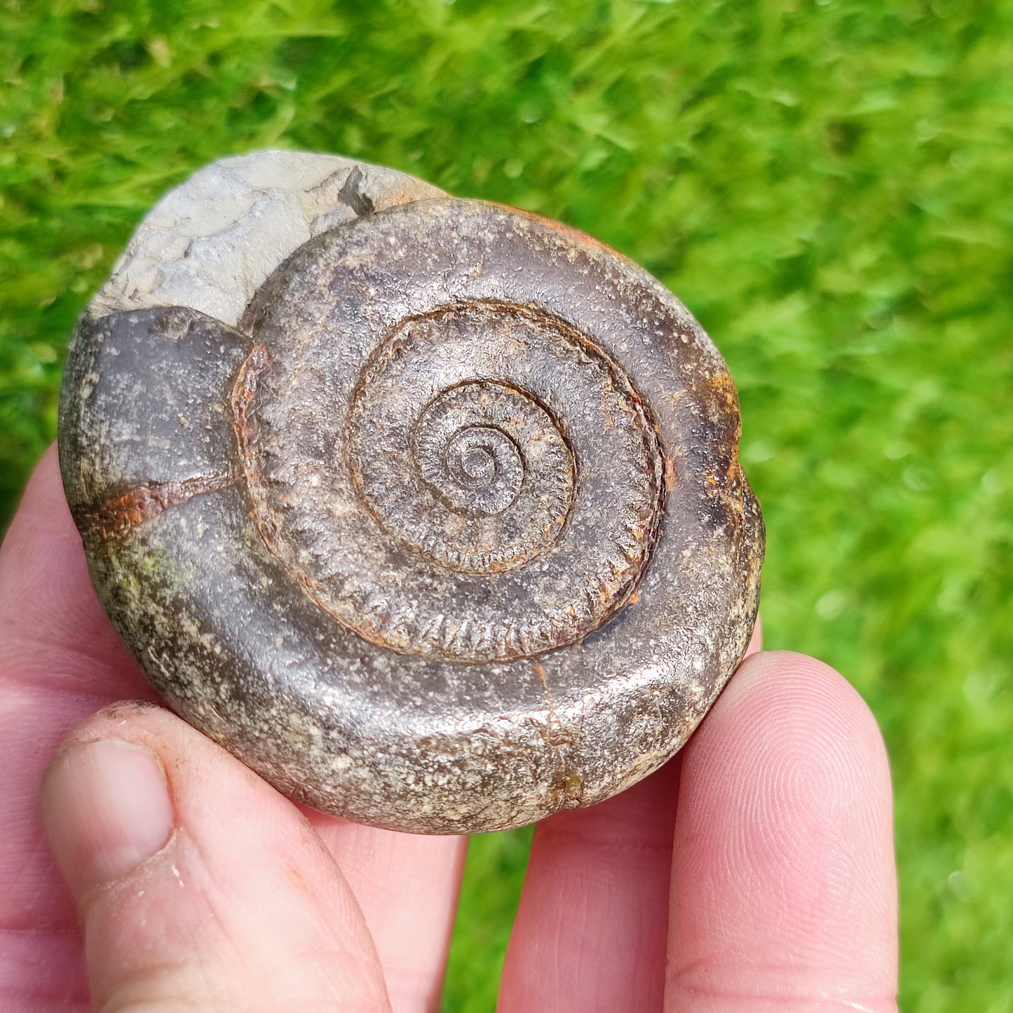 Ammonite fossil dactylioceras tenuicostatum
