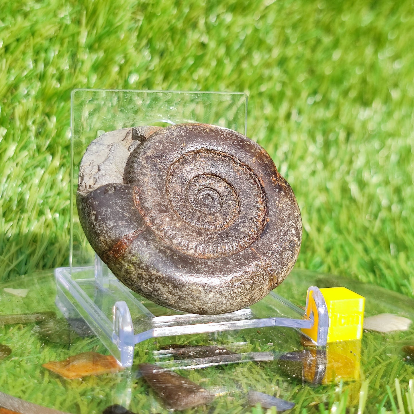 Ammonite fossil dactylioceras tenuicostatum