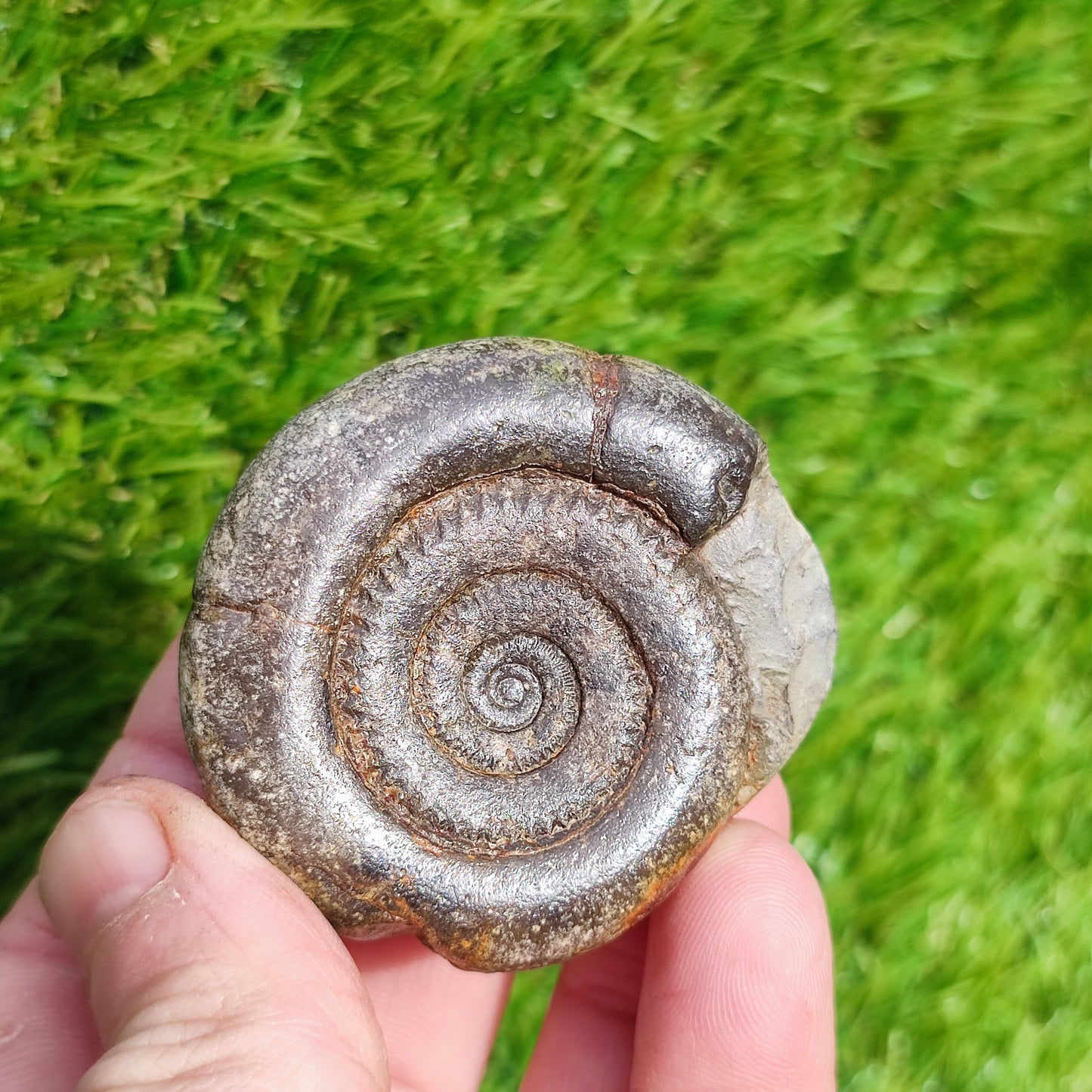 Ammonite fossil dactylioceras tenuicostatum
