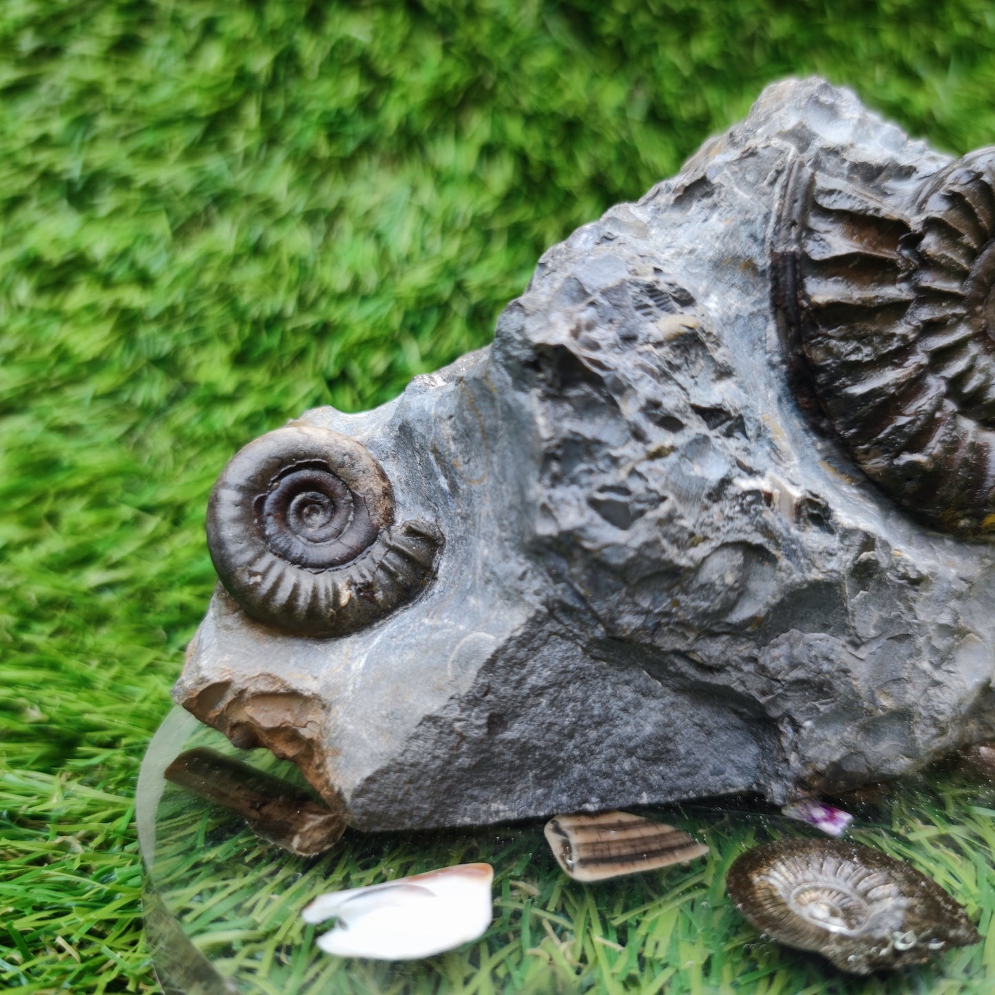 Ammonite fossil duo block on cut base Robin Hoods Bay