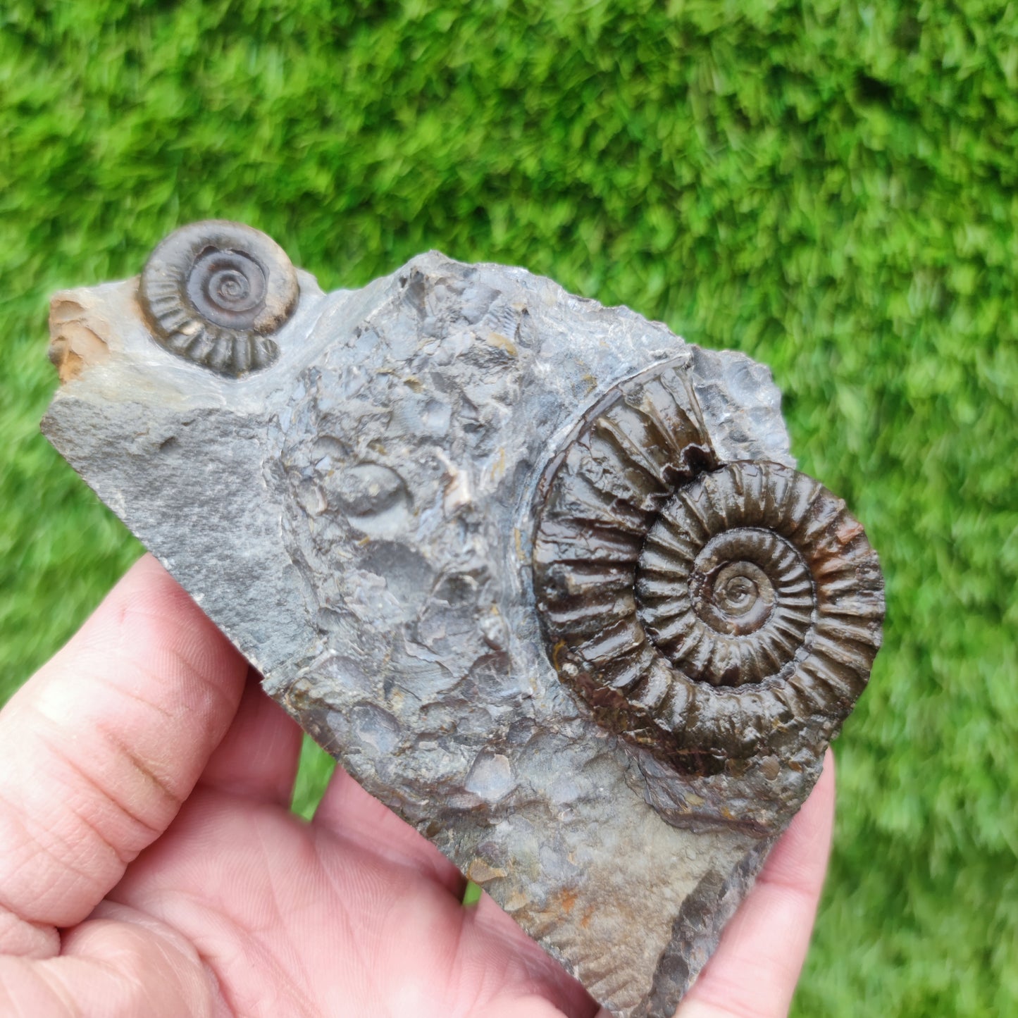 Ammonite fossil duo block on cut base Robin Hoods Bay