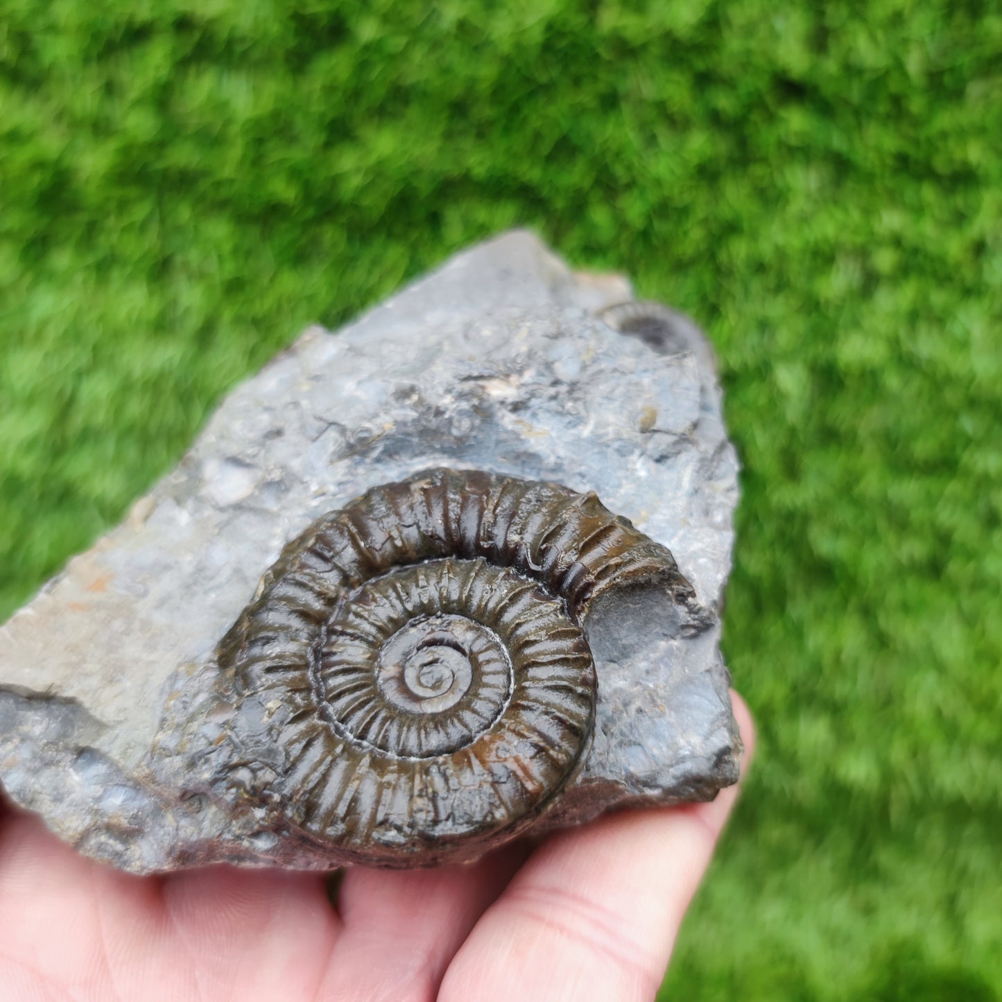 Ammonite fossil duo block on cut base Robin Hoods Bay
