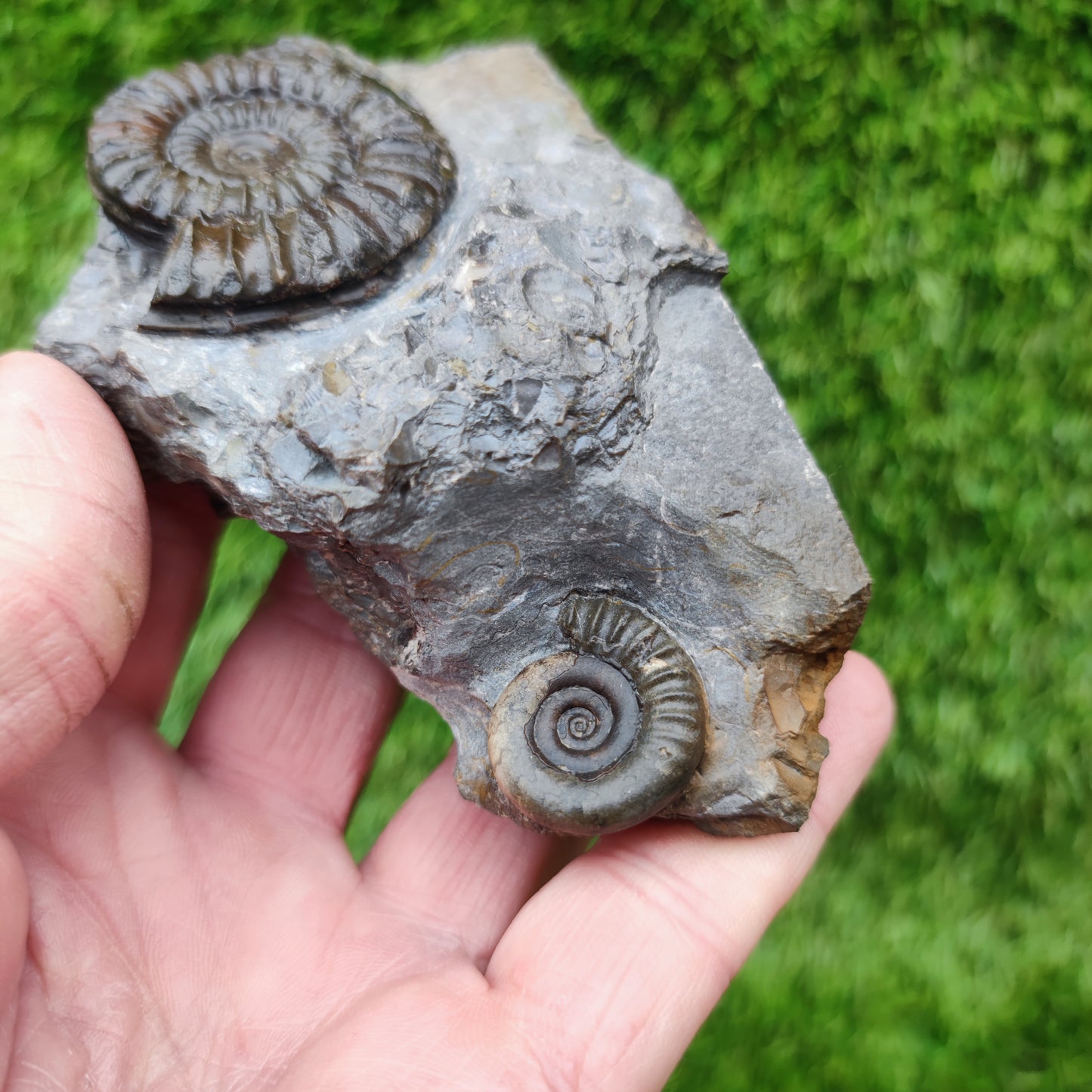 Ammonite fossil duo block on cut base Robin Hoods Bay
