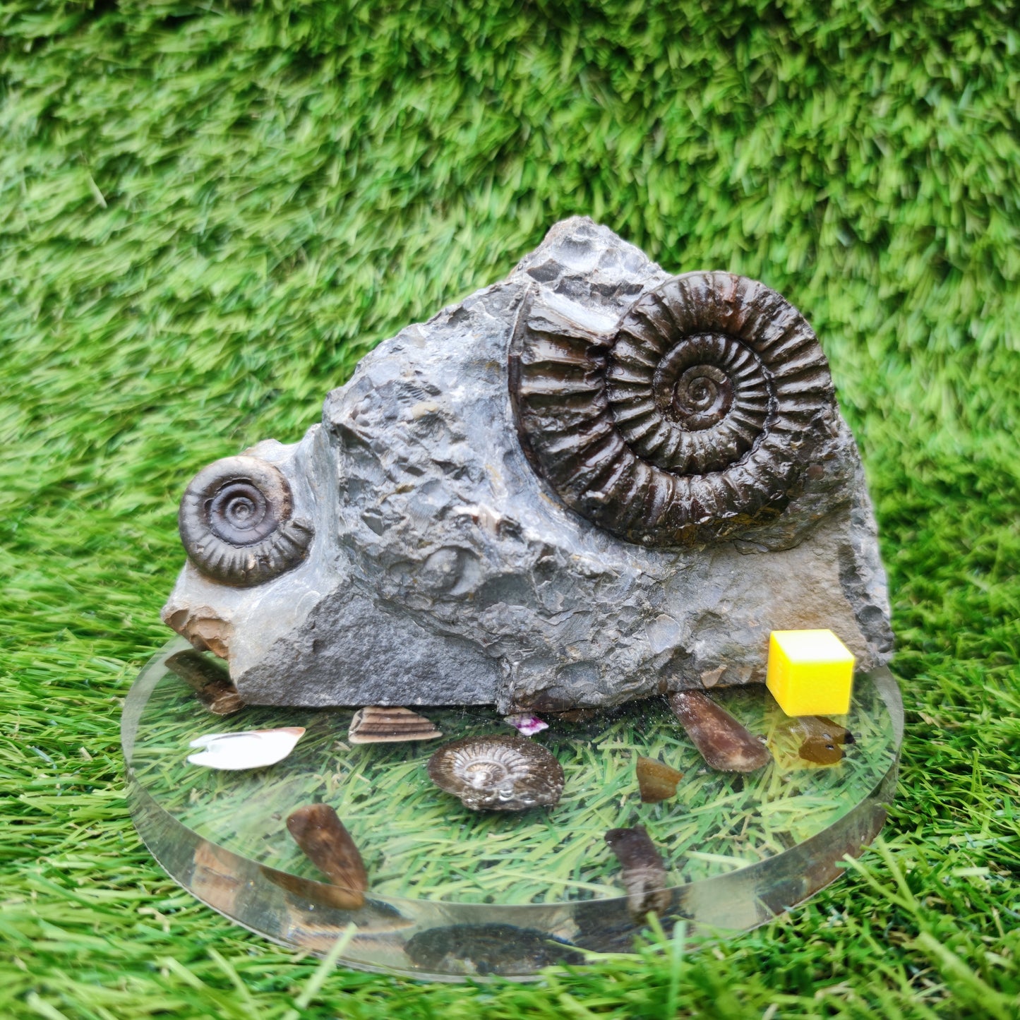 Ammonite fossil duo block on cut base Robin Hoods Bay