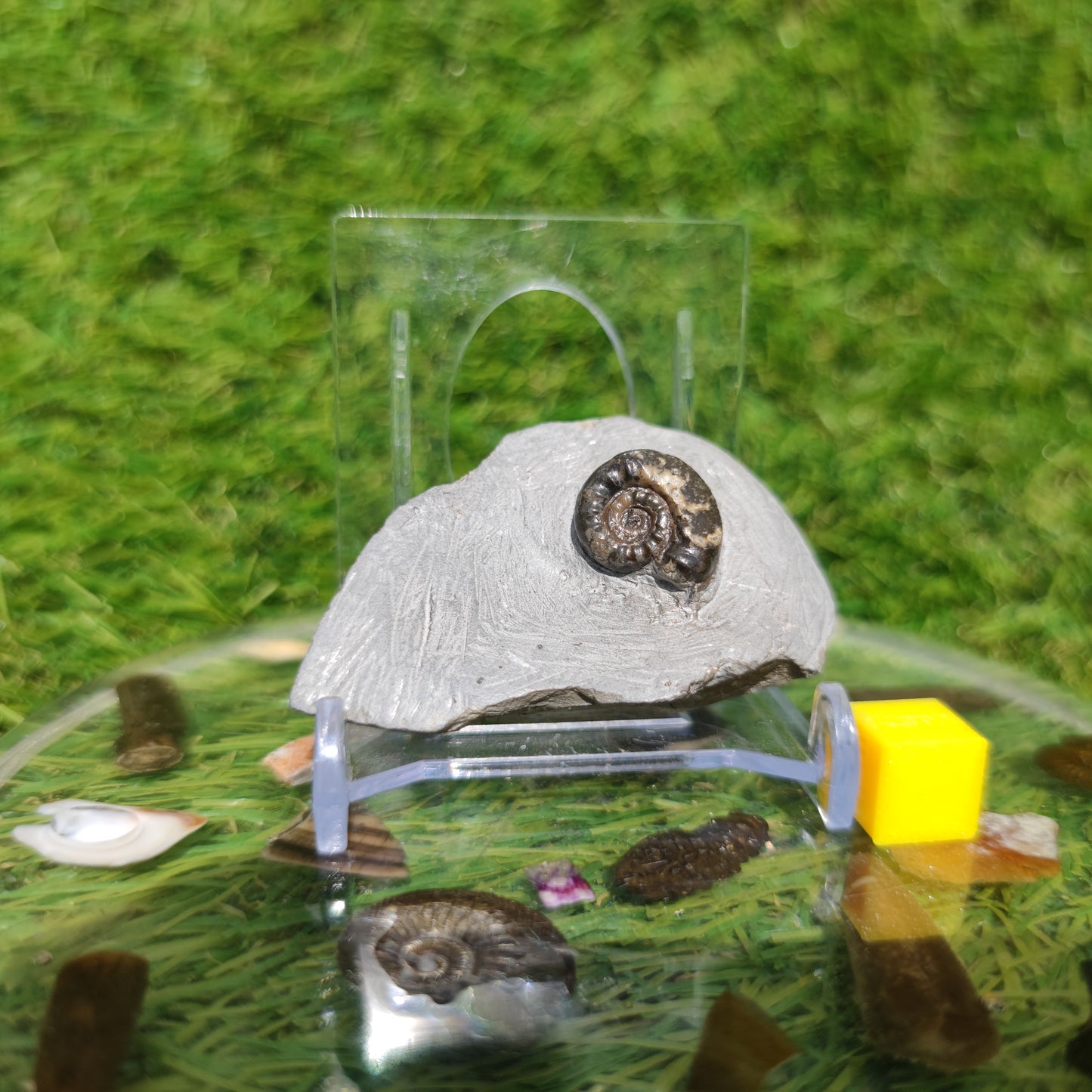 Arnioceras lower lias ammonite fossil