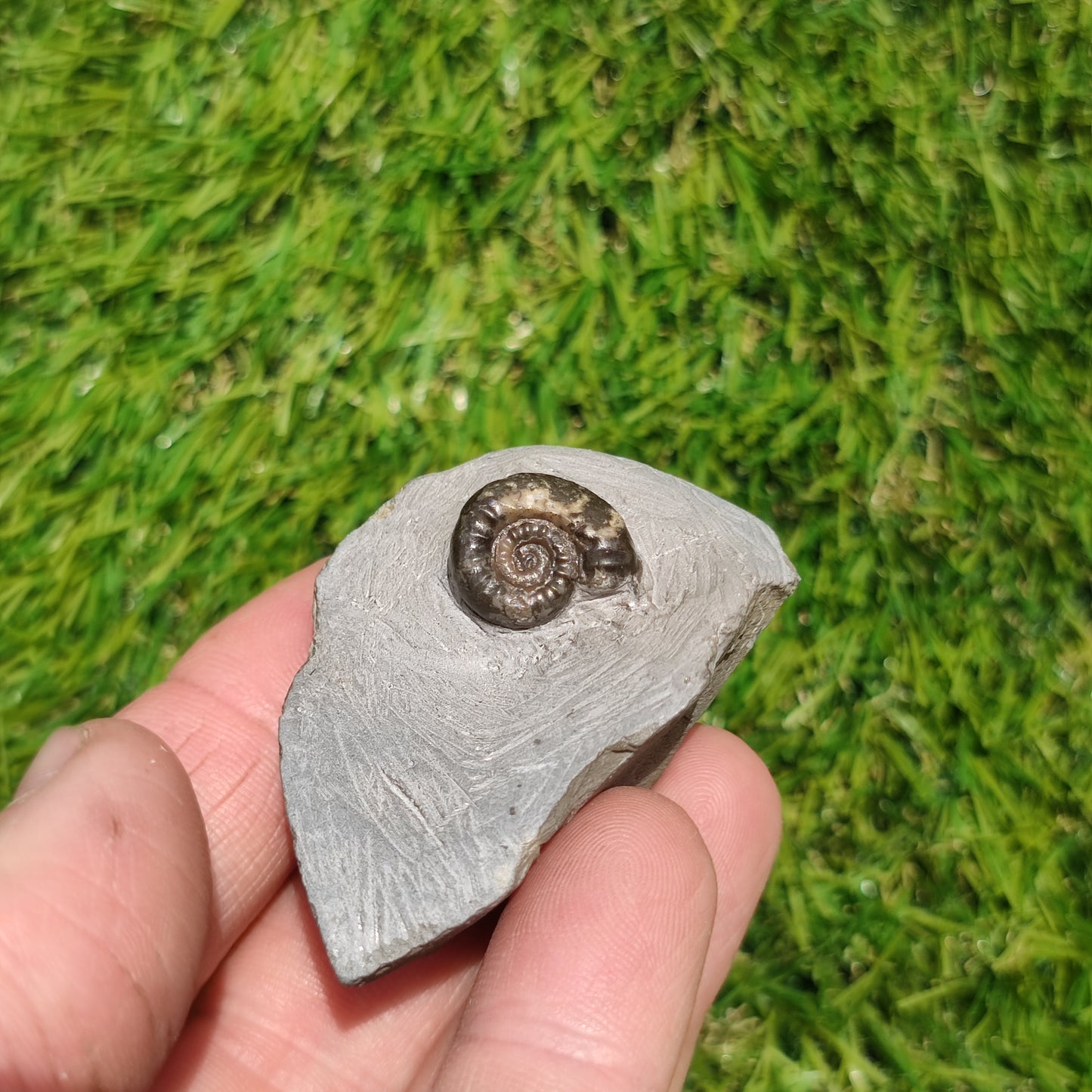 Arnioceras lower lias ammonite fossil