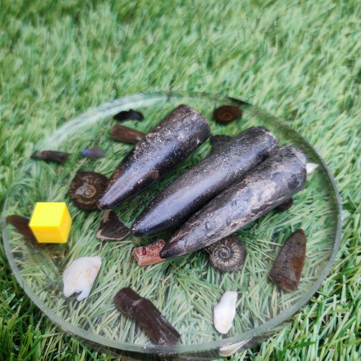 Belemnite Yorkshire fossil bundle