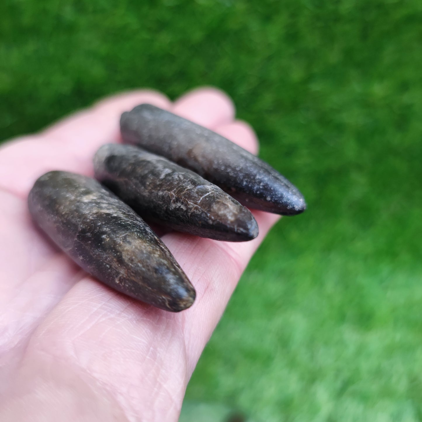 Belemnite Yorkshire fossil bundle