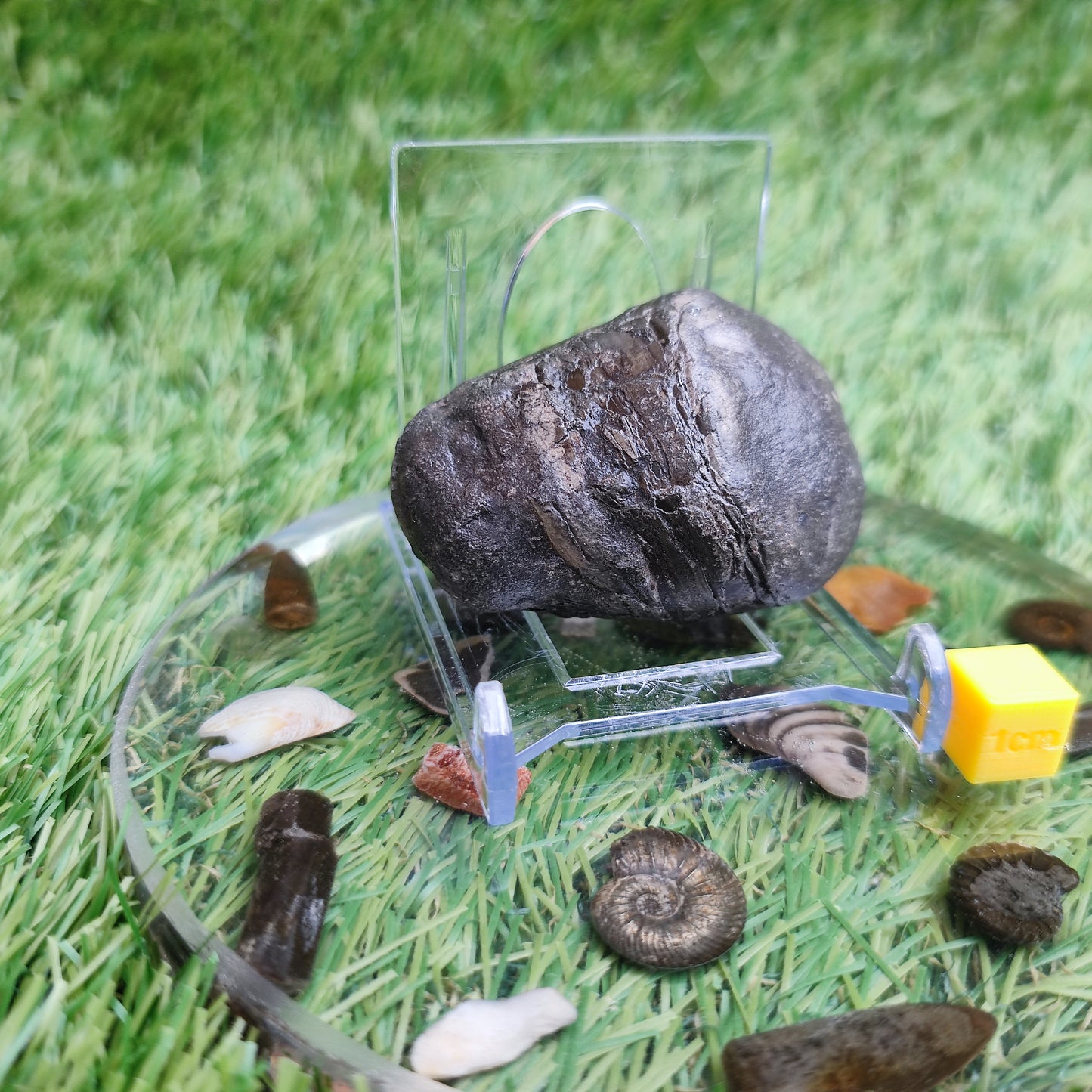 Belemnite phragmocone Yorkshire fossil