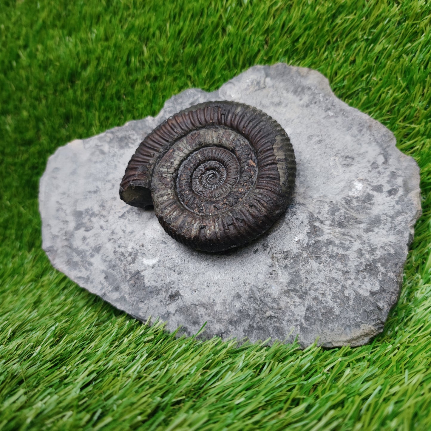 Big dactylioceras ammonite fossil display piece Whitby Jurassic coast