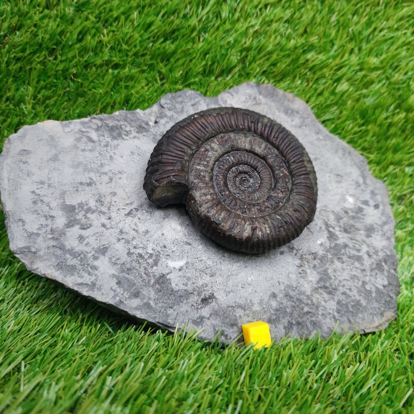 Big dactylioceras ammonite fossil display piece Whitby Jurassic coast