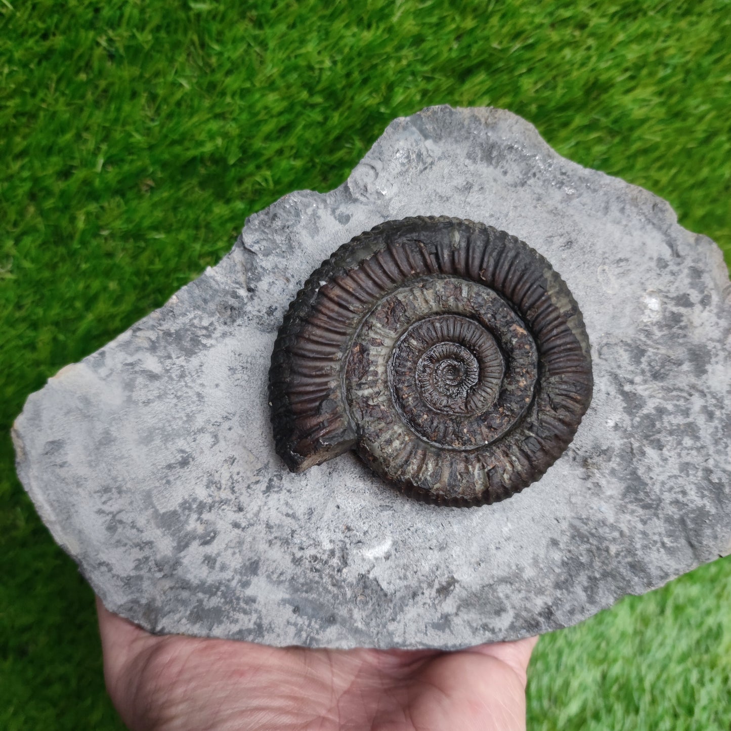 Big dactylioceras ammonite fossil display piece Whitby Jurassic coast