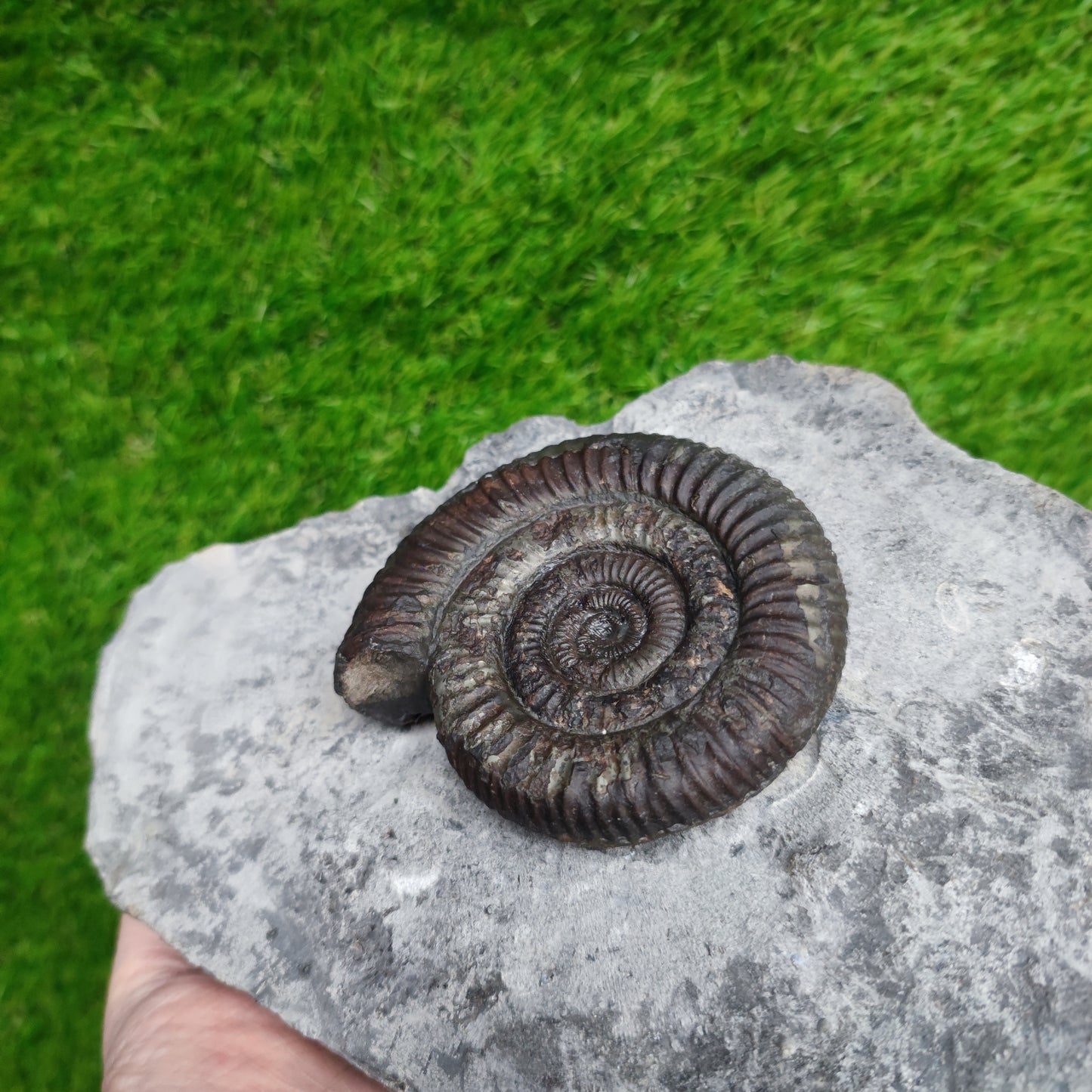 Big dactylioceras ammonite fossil display piece Whitby Jurassic coast