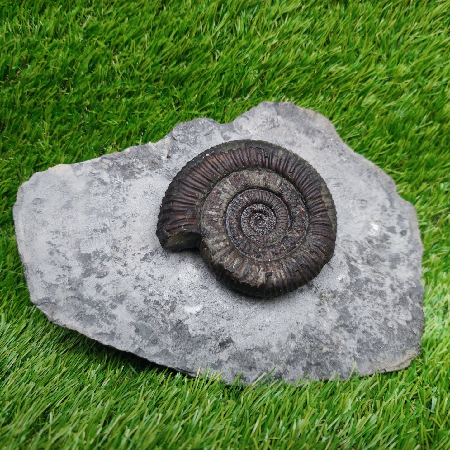 Big dactylioceras ammonite fossil display piece Whitby Jurassic coast