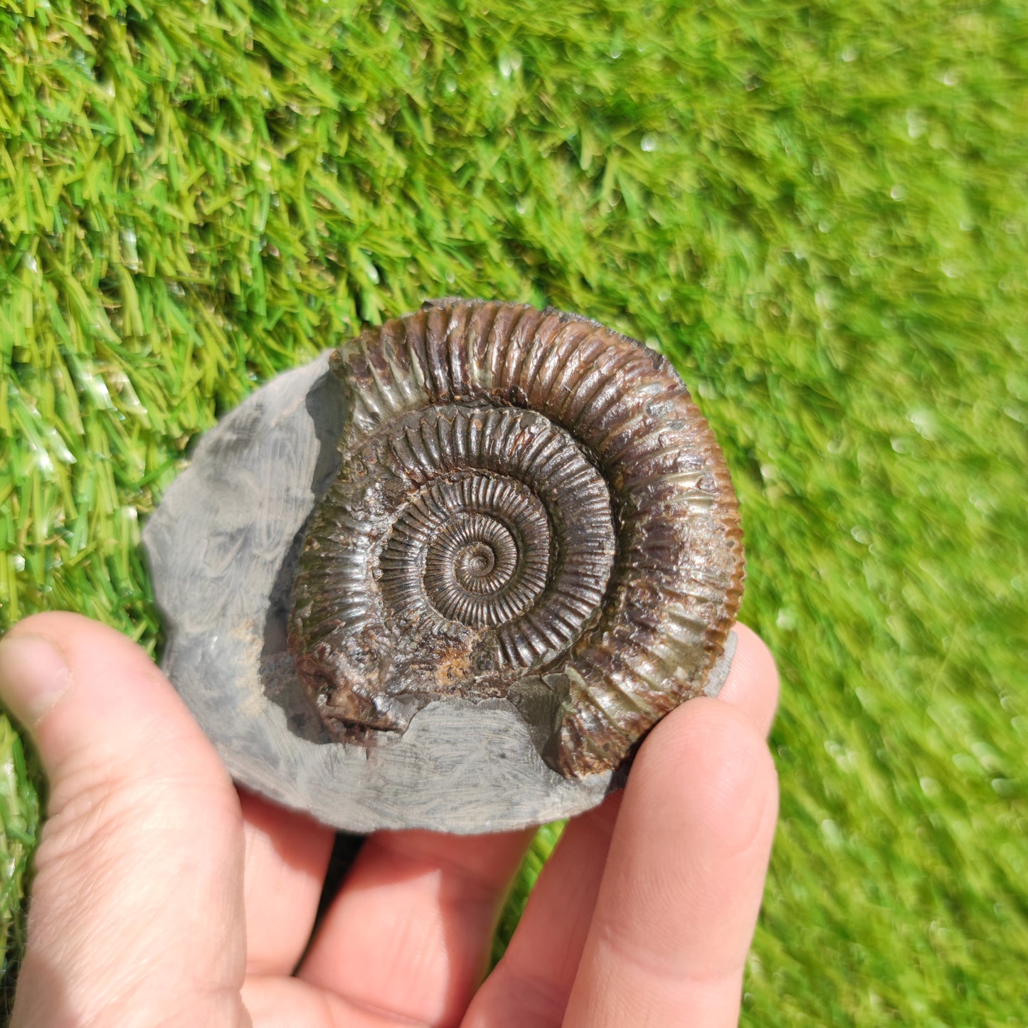 Jurassic coast ammonite fossil