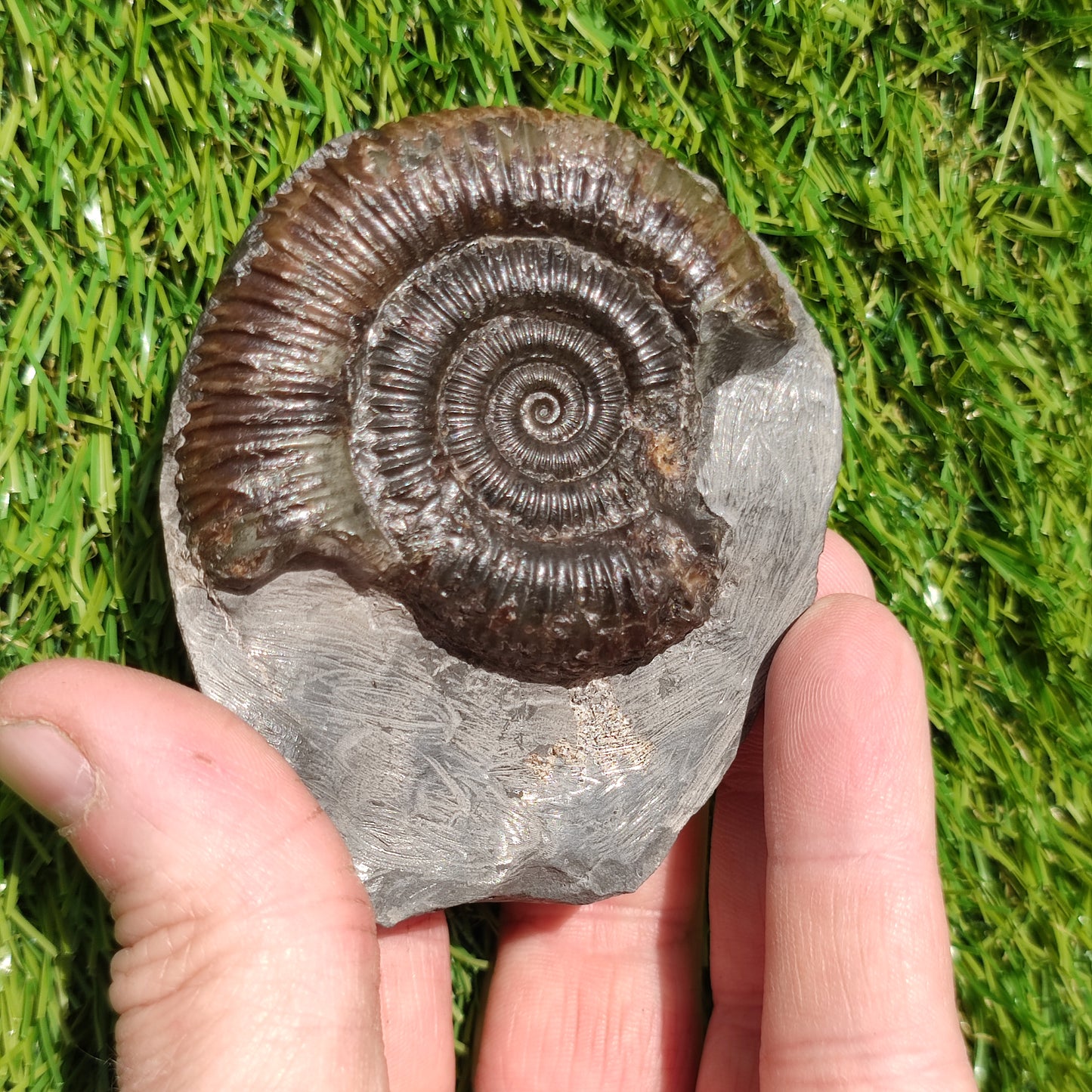 Jurassic coast ammonite fossil