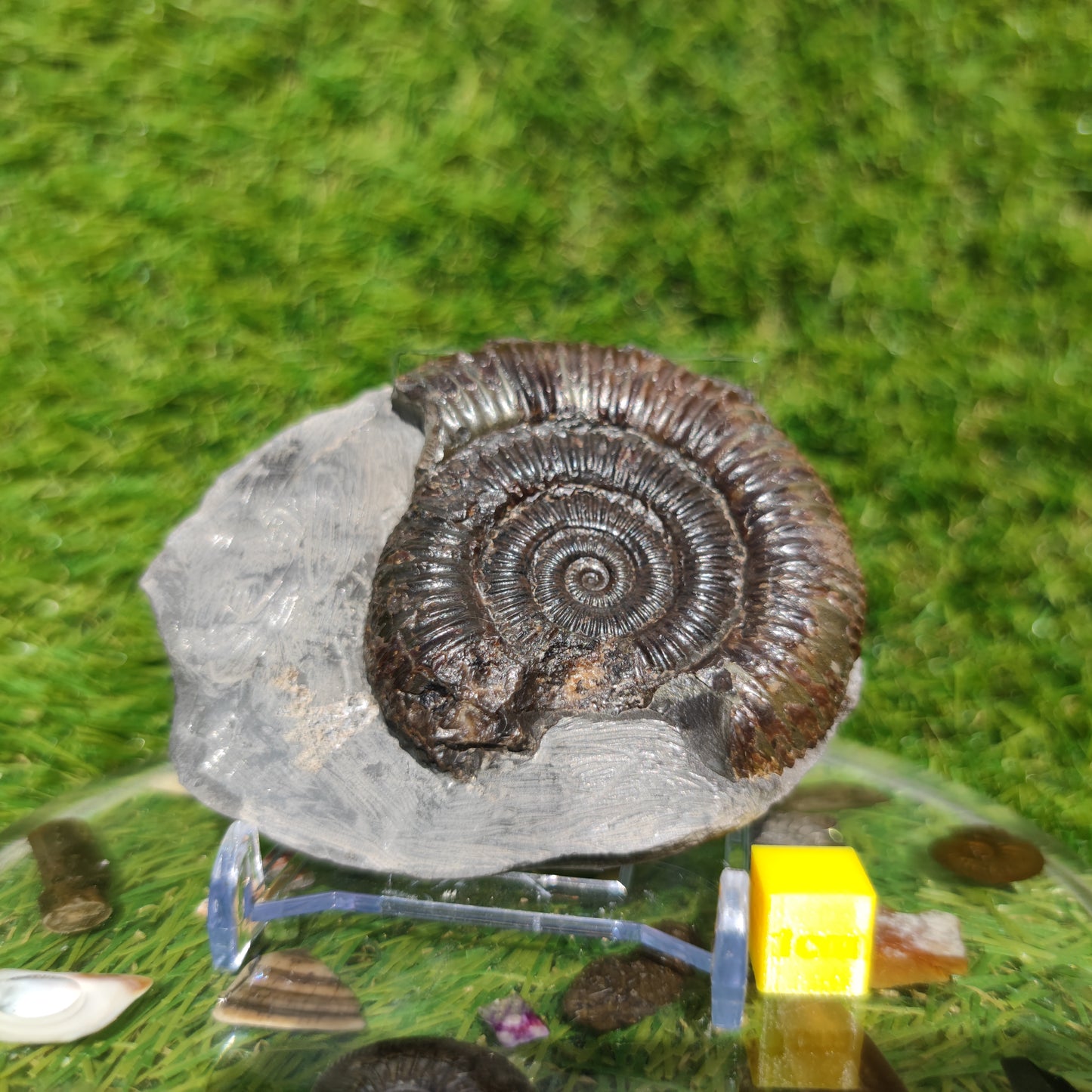 Jurassic coast ammonite fossil