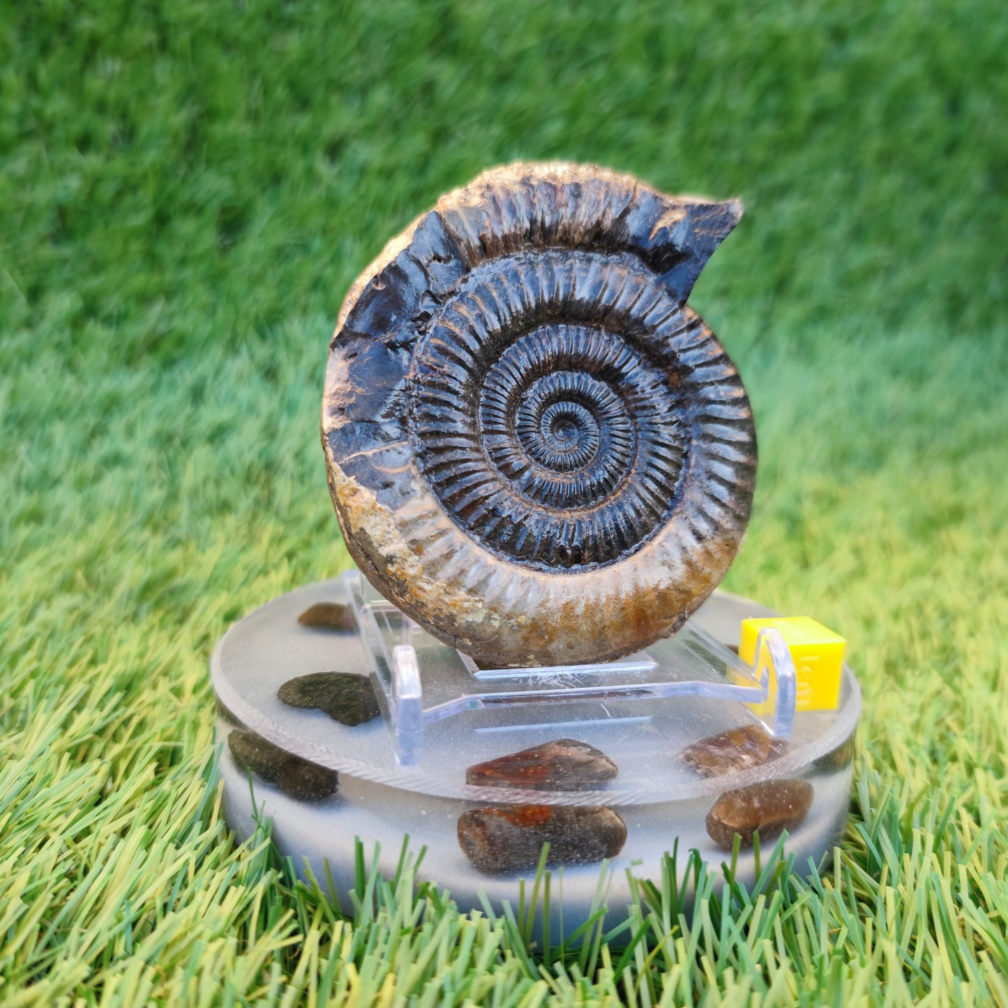 Dactylioceras ammonite fossil 3D matrix free