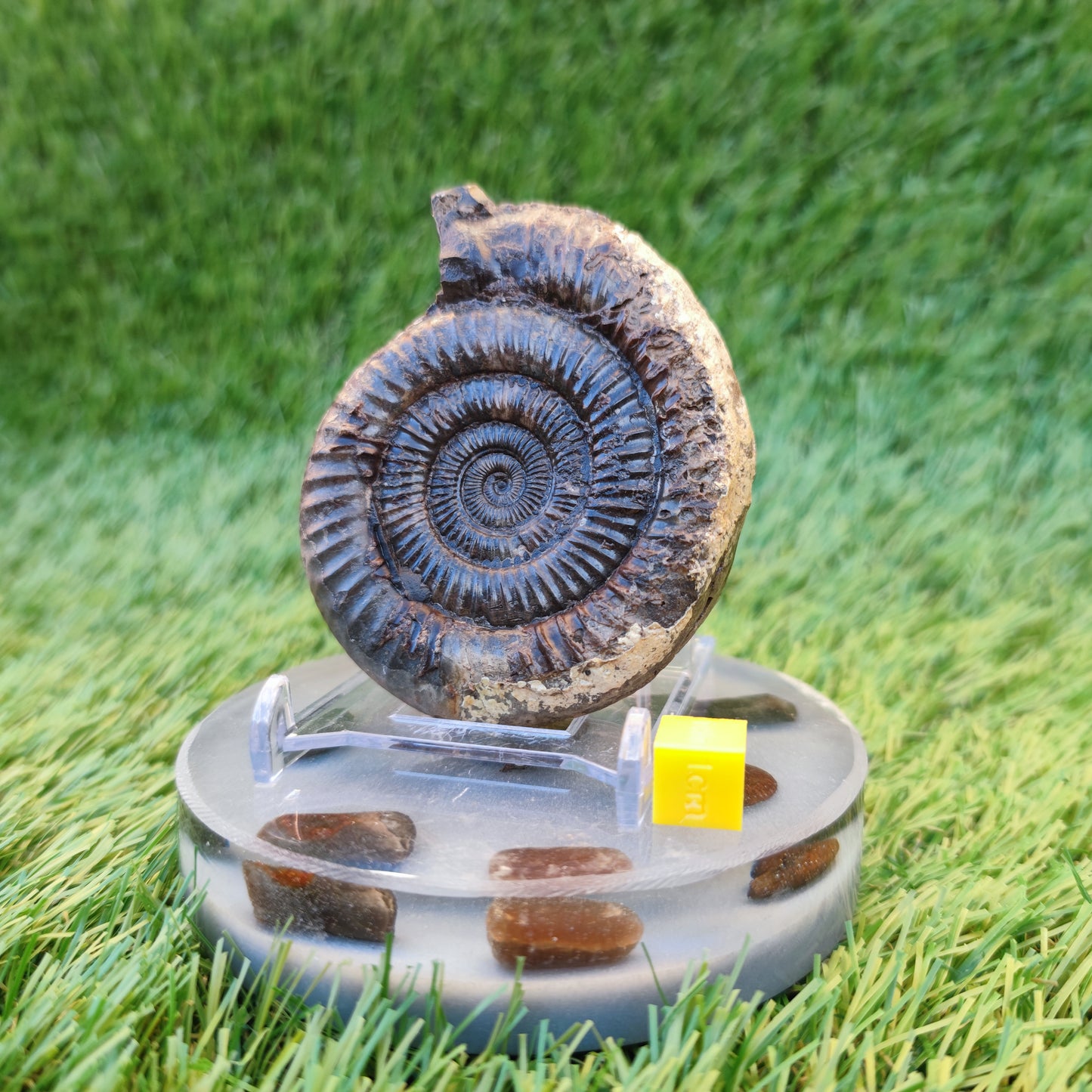 Dactylioceras ammonite fossil 3D matrix free
