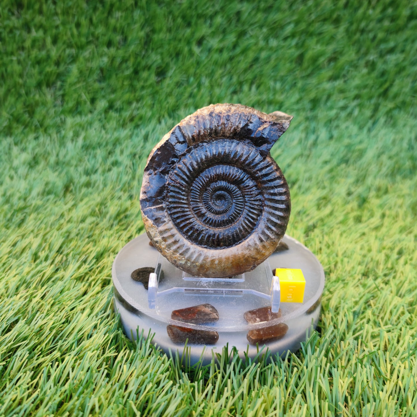 Dactylioceras ammonite fossil 3D matrix free