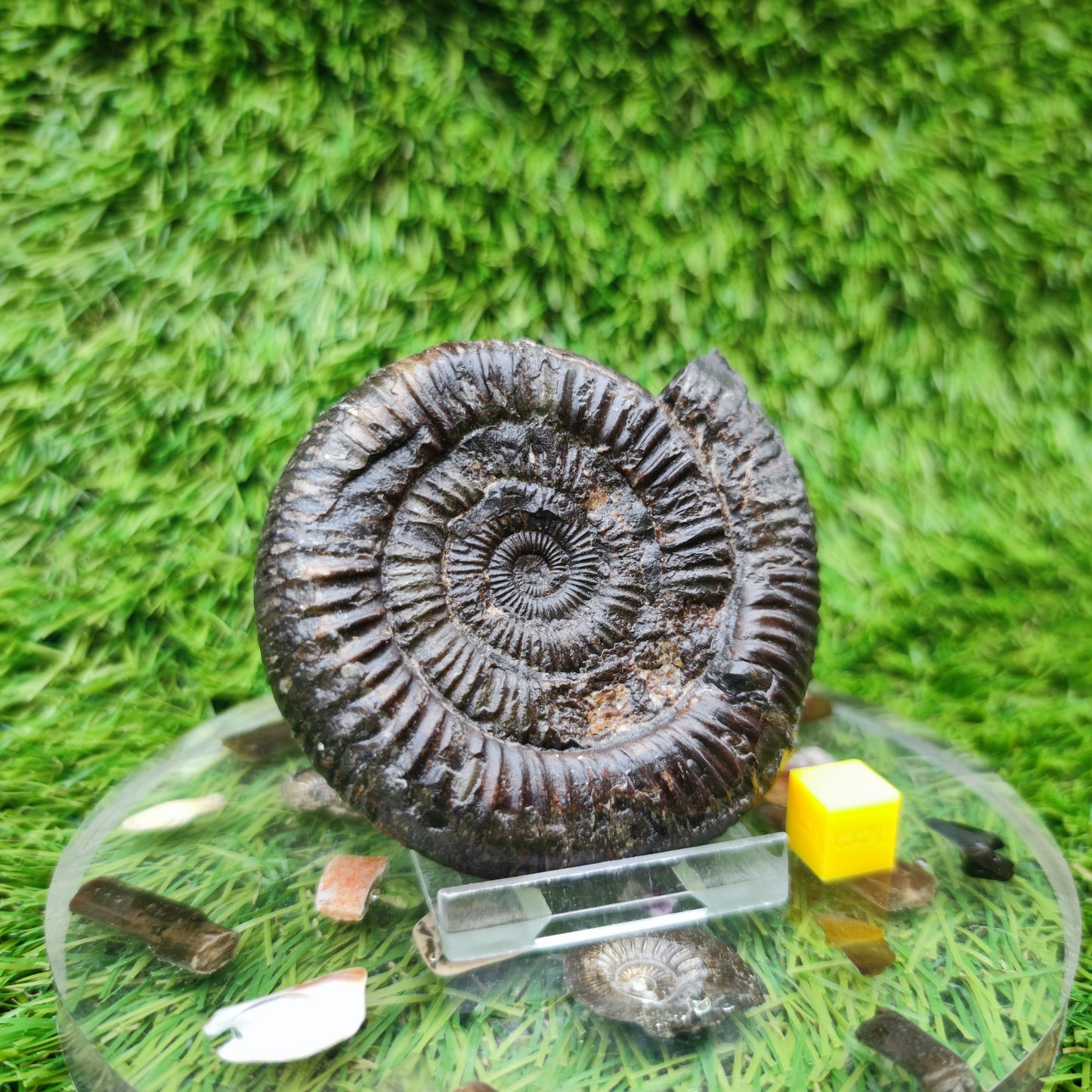 Ammonite fossil Jurassic coast Whitby Limestone nodule