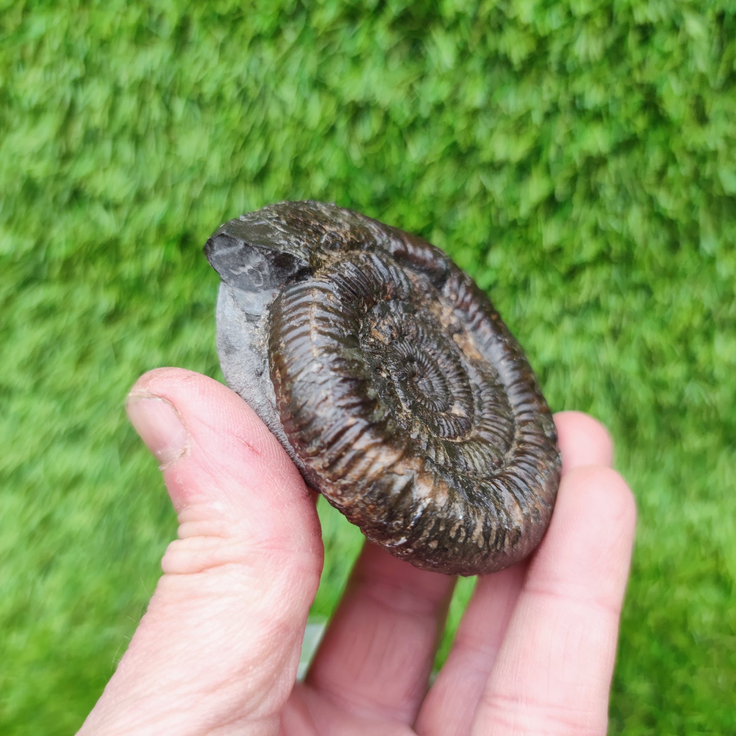 Ammonite fossil Jurassic coast Whitby Limestone nodule