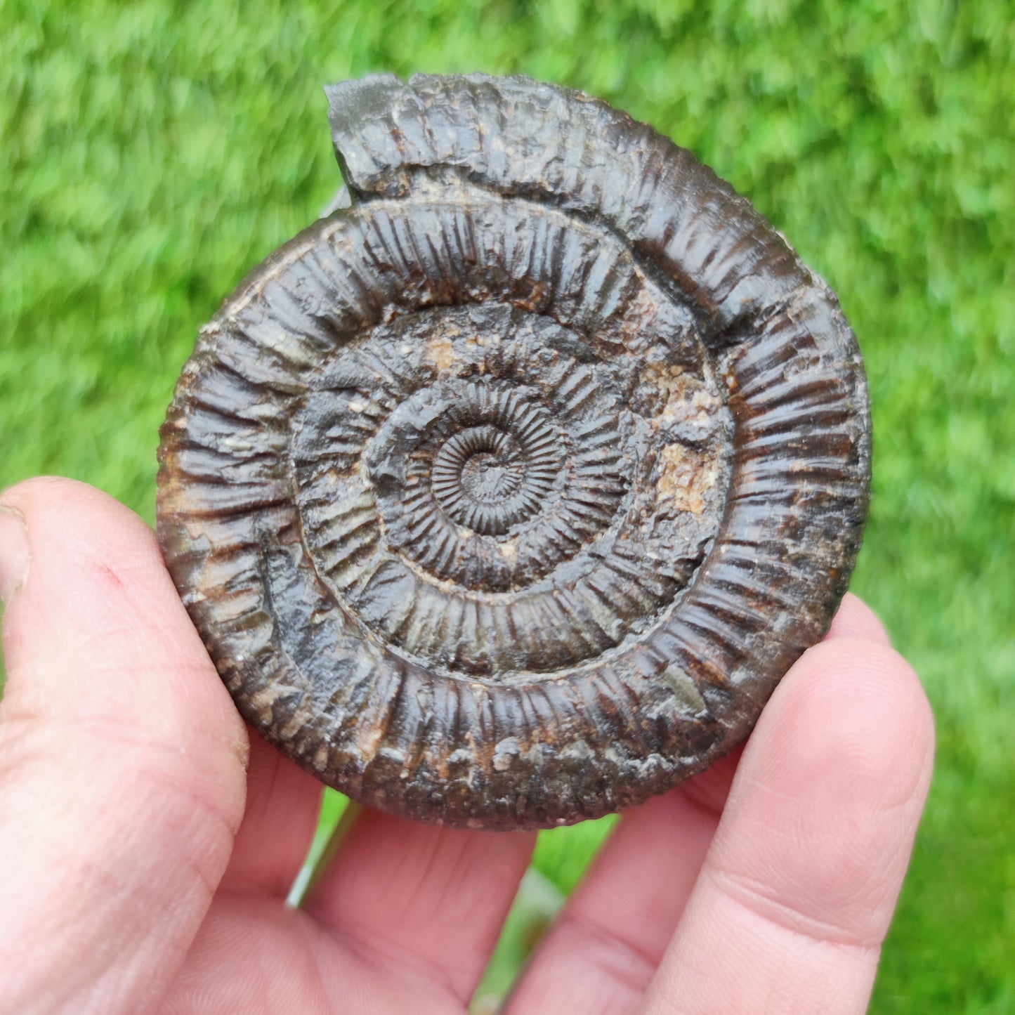 Ammonite fossil Jurassic coast Whitby Limestone nodule