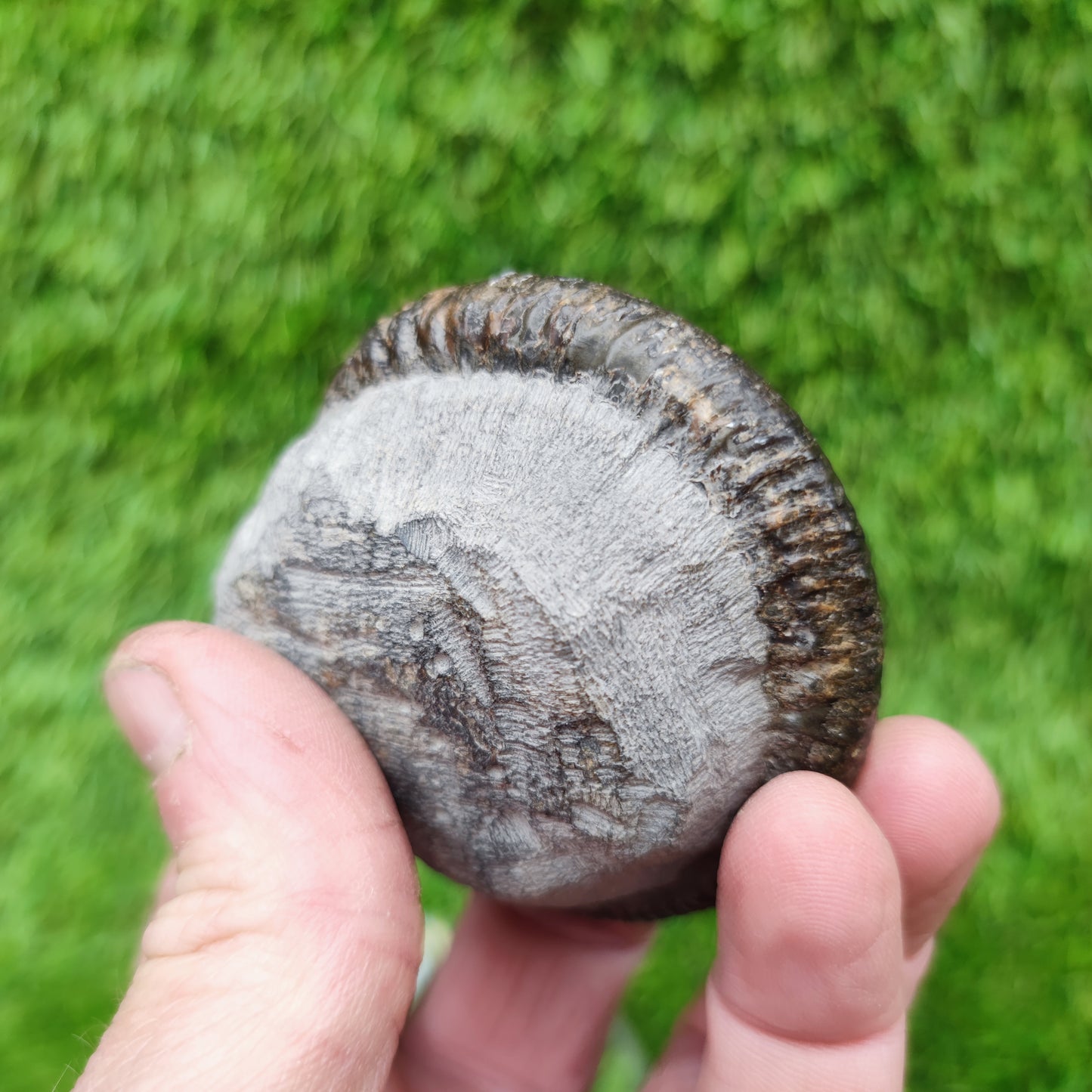 Ammonite fossil Jurassic coast Whitby Limestone nodule