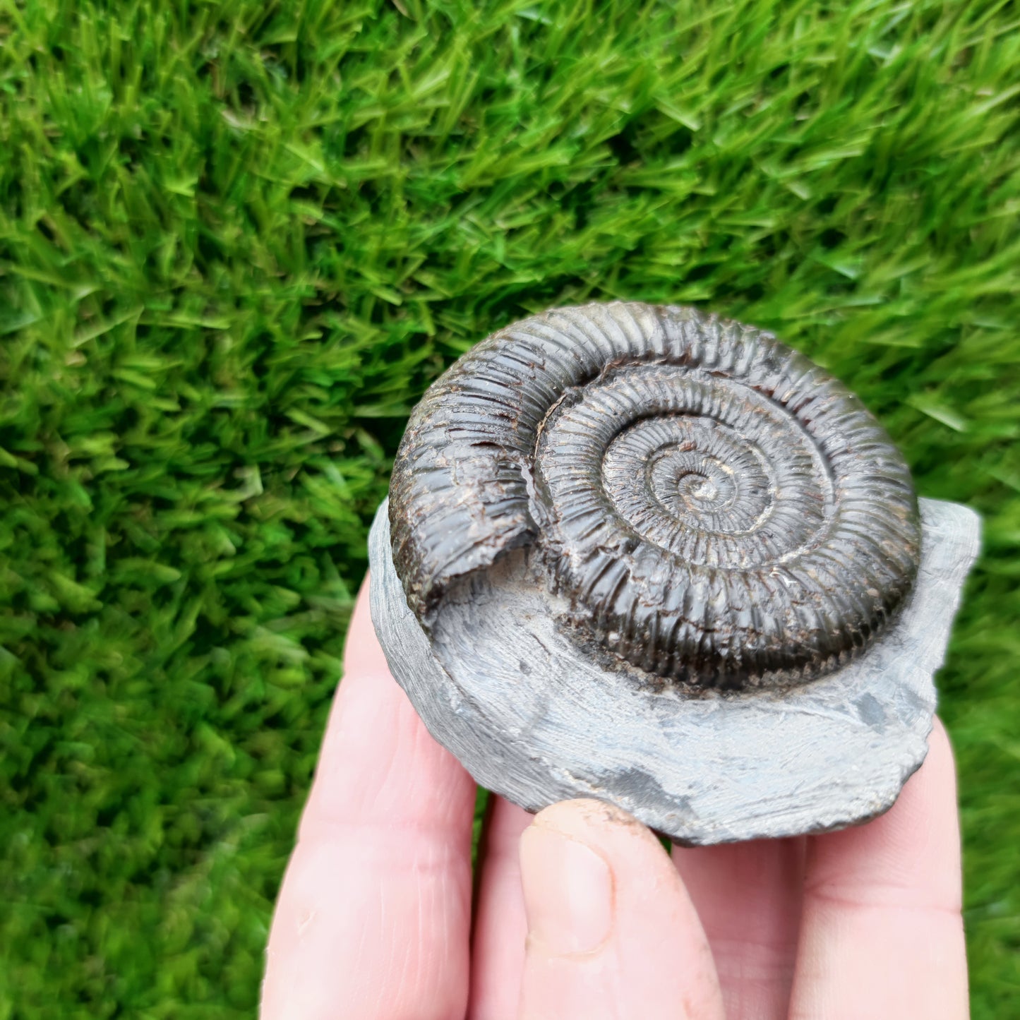Dactylioceras ammonite fossil Port Mulgrave